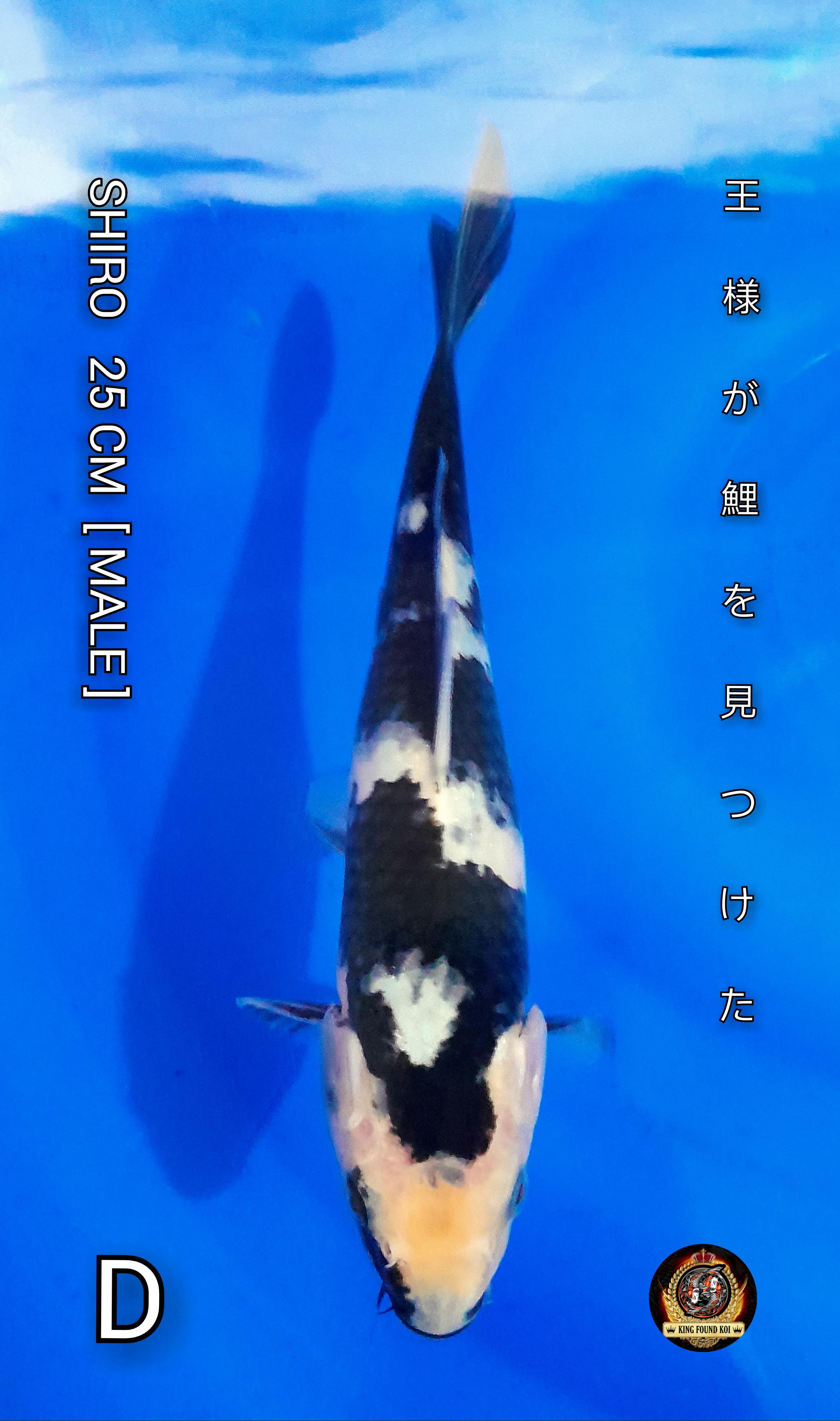 SHIRO II HQ II BLOODLINE II F1 OMOSAKO II 25cm
