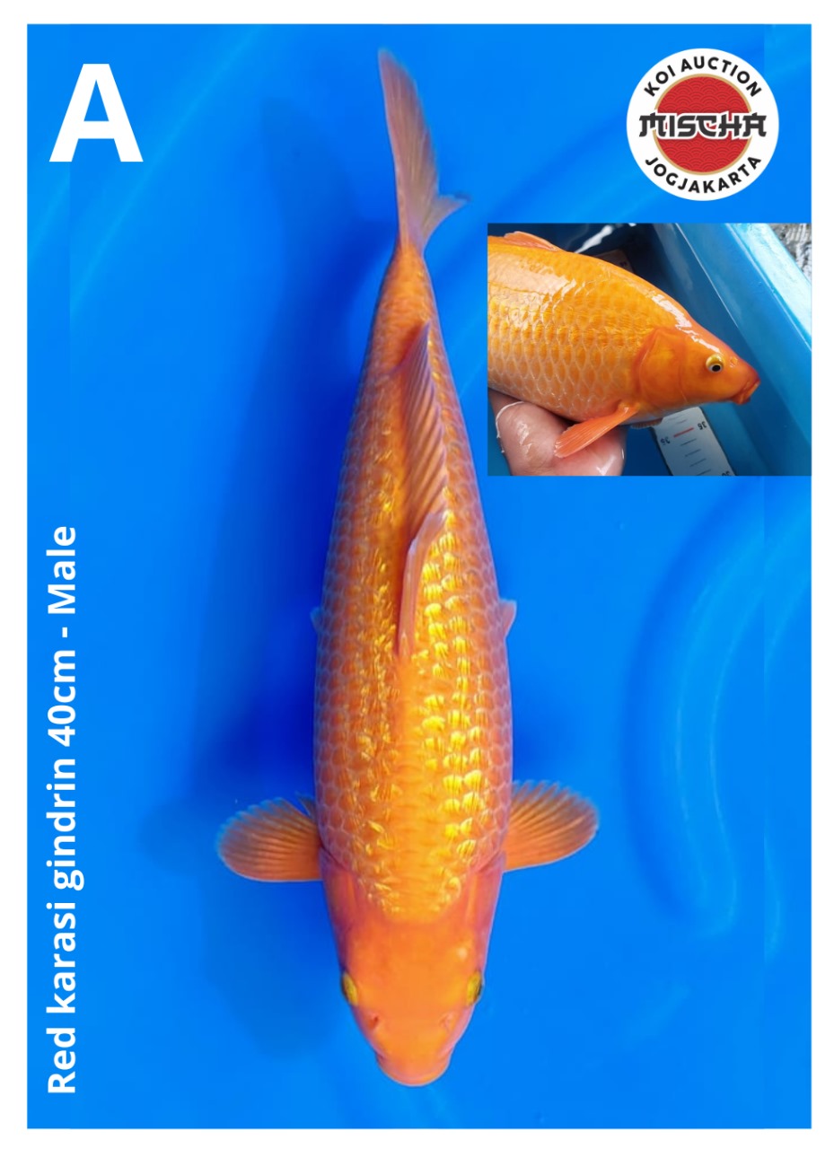 RED KARASI GINDRIN 40cm
