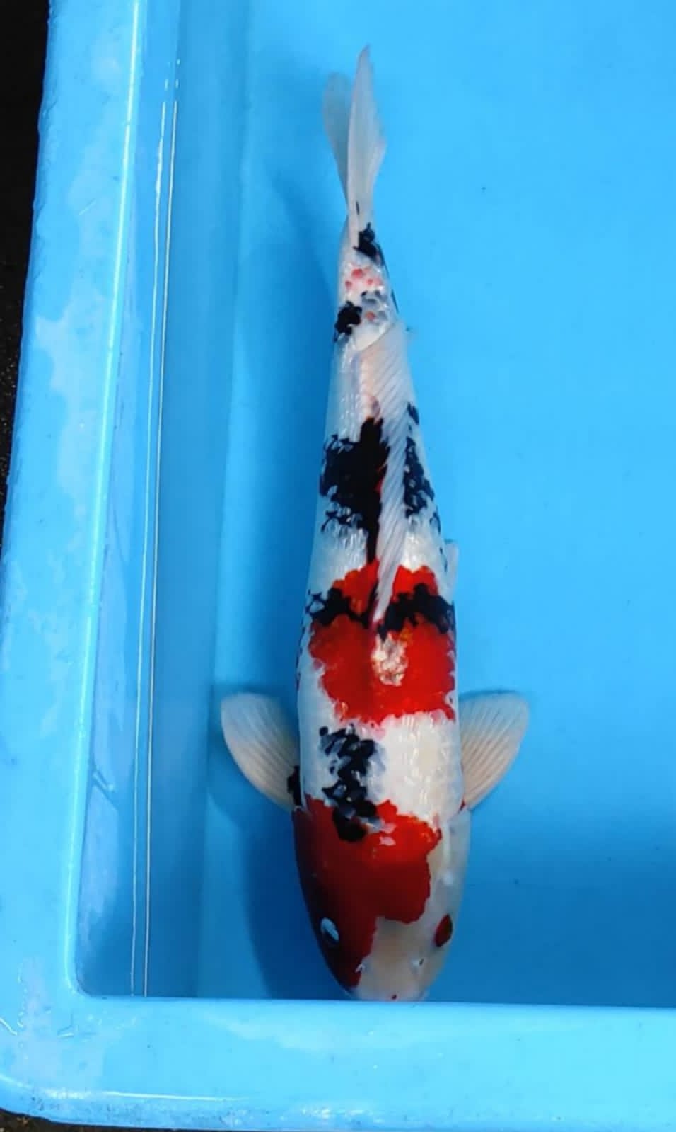 SHOWA GINRIN 50cm