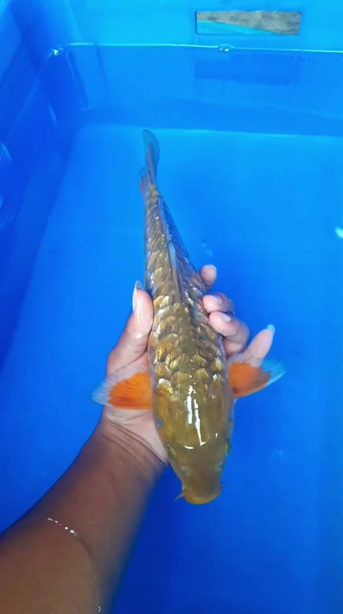 Ikan Koi MIDORI GINRIN 30cm, lelang koi MIDORI GINRIN 30cm, jual koi MIDORI GINRIN 30cm, beli koi MIDORI GINRIN 30cm, Lelang Koi Online, Jual Beli Ikan Koi, Pusat Jual Beli Koi, Info Lelang Koi Hari Ini, Platform Jual Beli Koi, Jual Beli Ikan Koi Online, Marketplace Ikan Koi, Jual Koi Terbaik, Tempat Beli Koi Berkualitas, Pasar Ikan Koi Online Terpercaya, Penjual Ikan Koi Terpercaya, Beli Koi Hias Online, Ikan Koi untuk Dijual, Koi Kualitas Terbaik, Toko Online Ikan Koi, Koi Hias Untuk Dijual, Jual Beli Ikan Koi Lokal, Koi Indonesia Online, Pusat Jual Beli Koi Terbesar