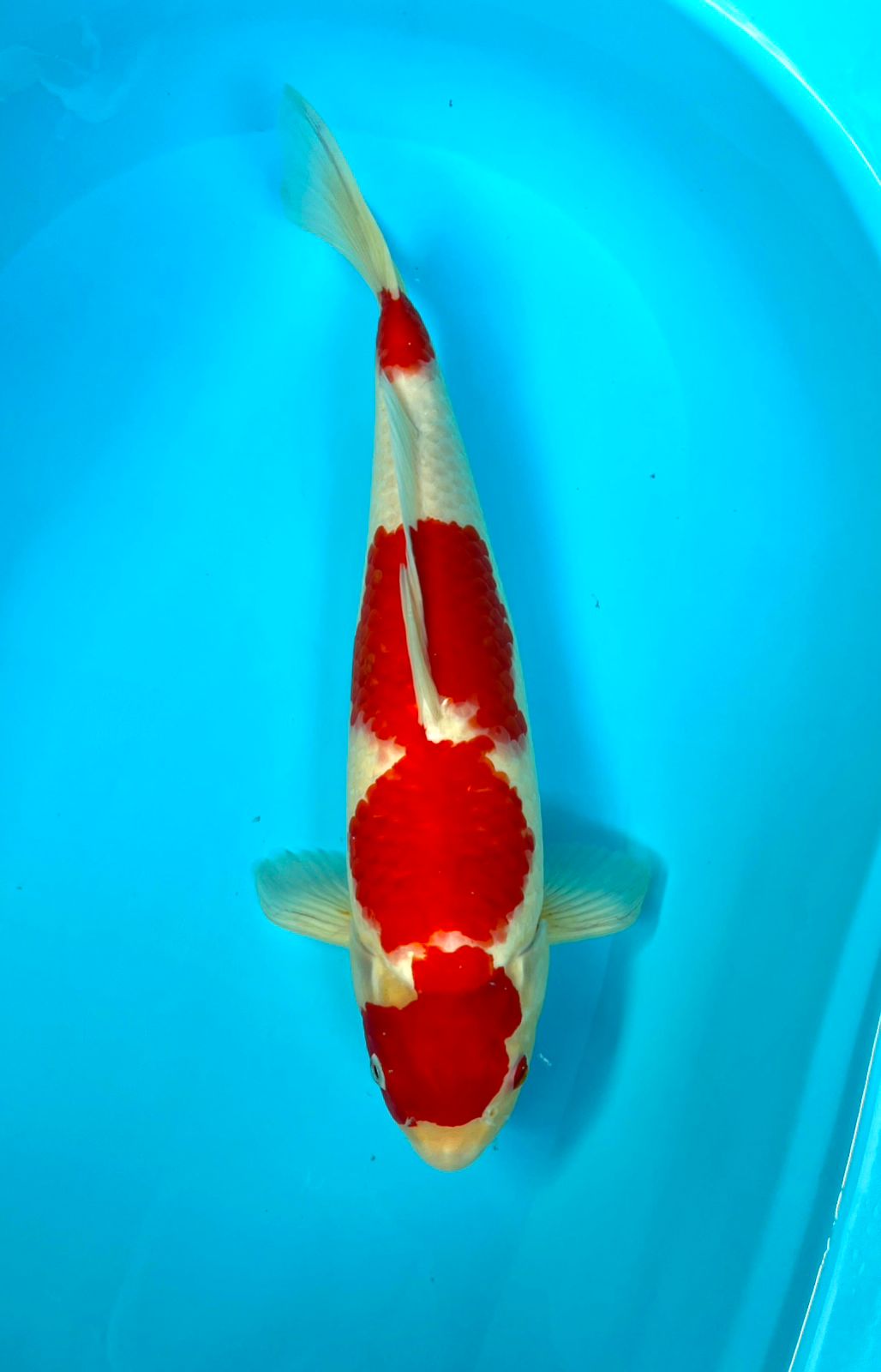 KOHAKU 44cm