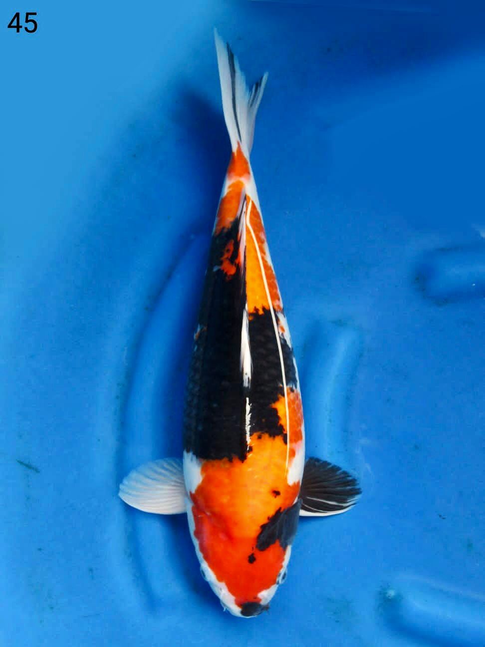 SHOWA SUPER F1 SAKAI BODY BERPUNUK 45cm MALE