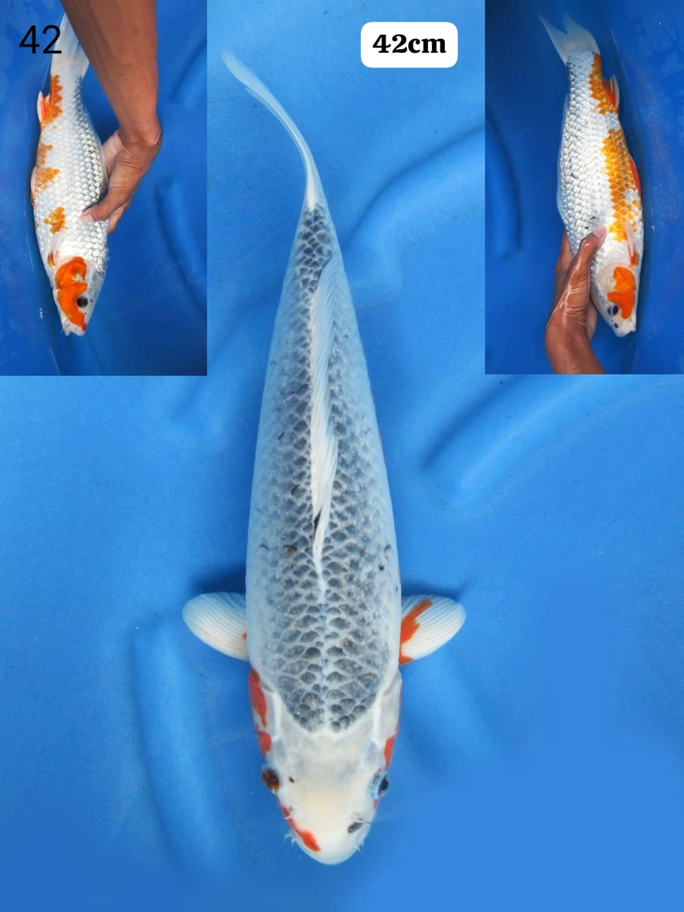 JUMBO ASAGI 42cm