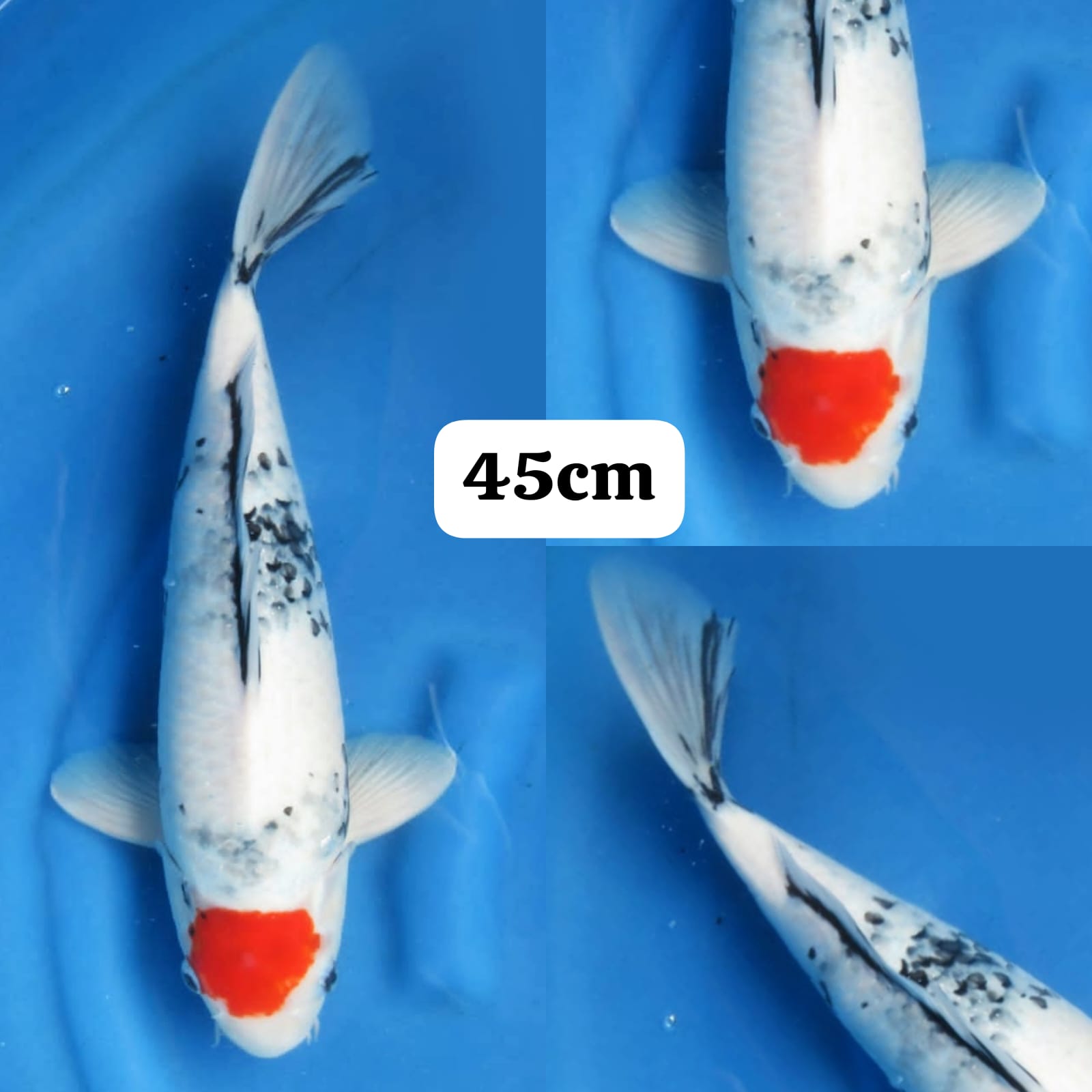 EVO TANCHO SHOWA 45cm