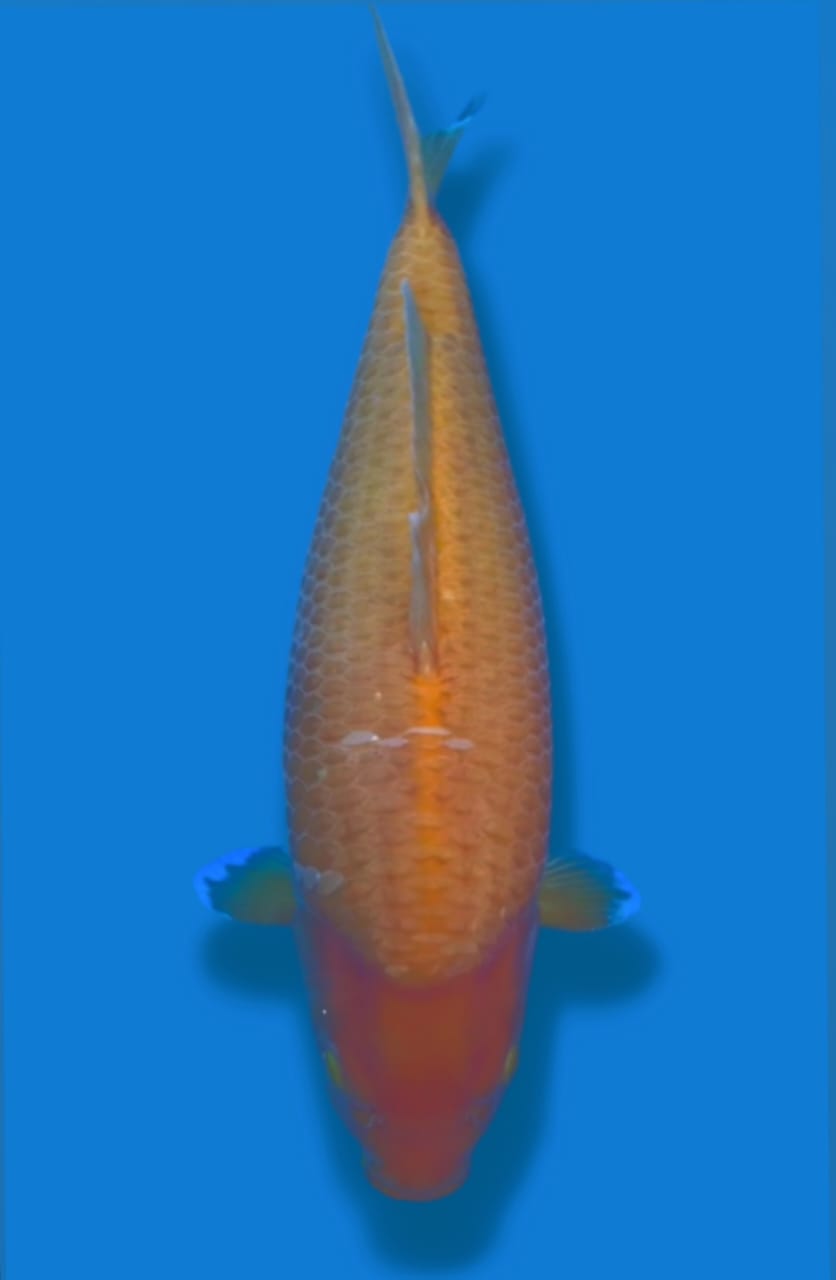KARASI MARUDO KOI FARM FEMALE 53cm