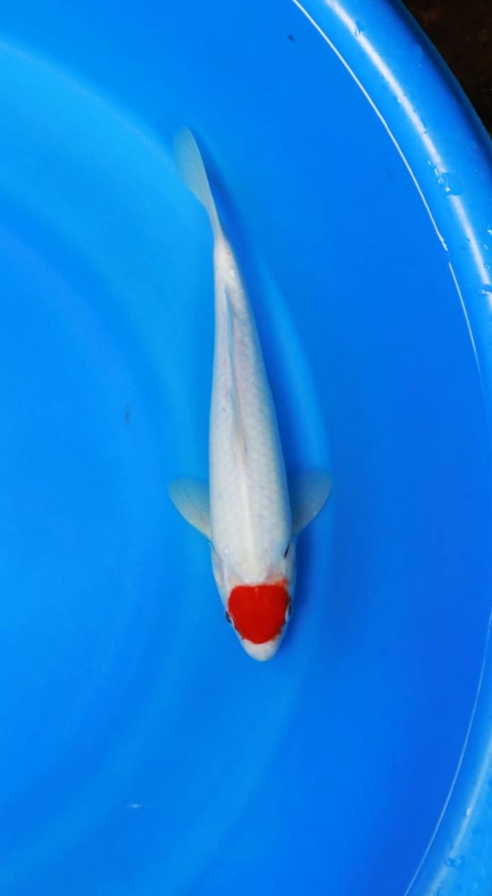 TANCO KOHAKU SUPER JANTAN 30cm