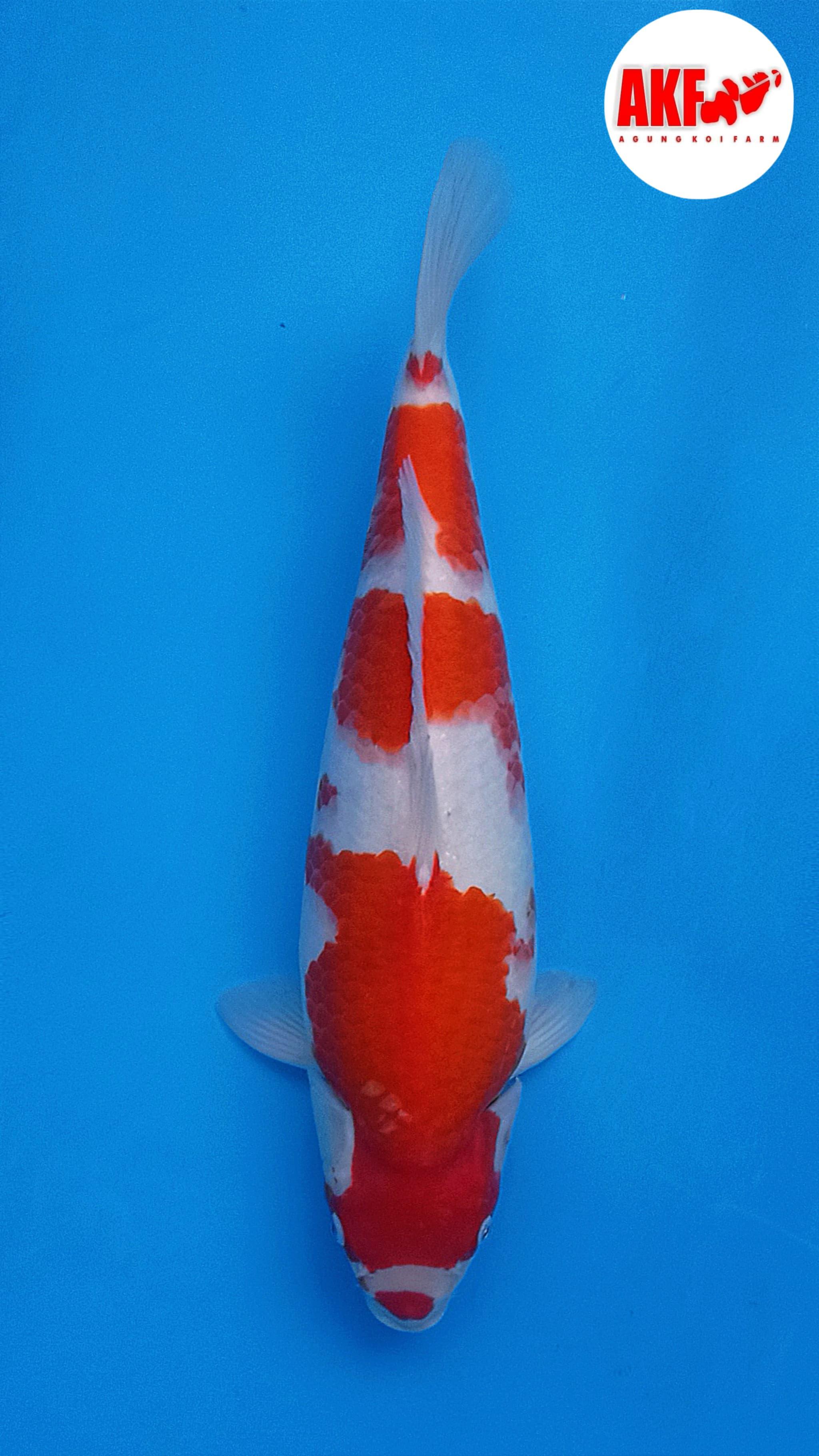 KOHAKU AKF SQ 39cm