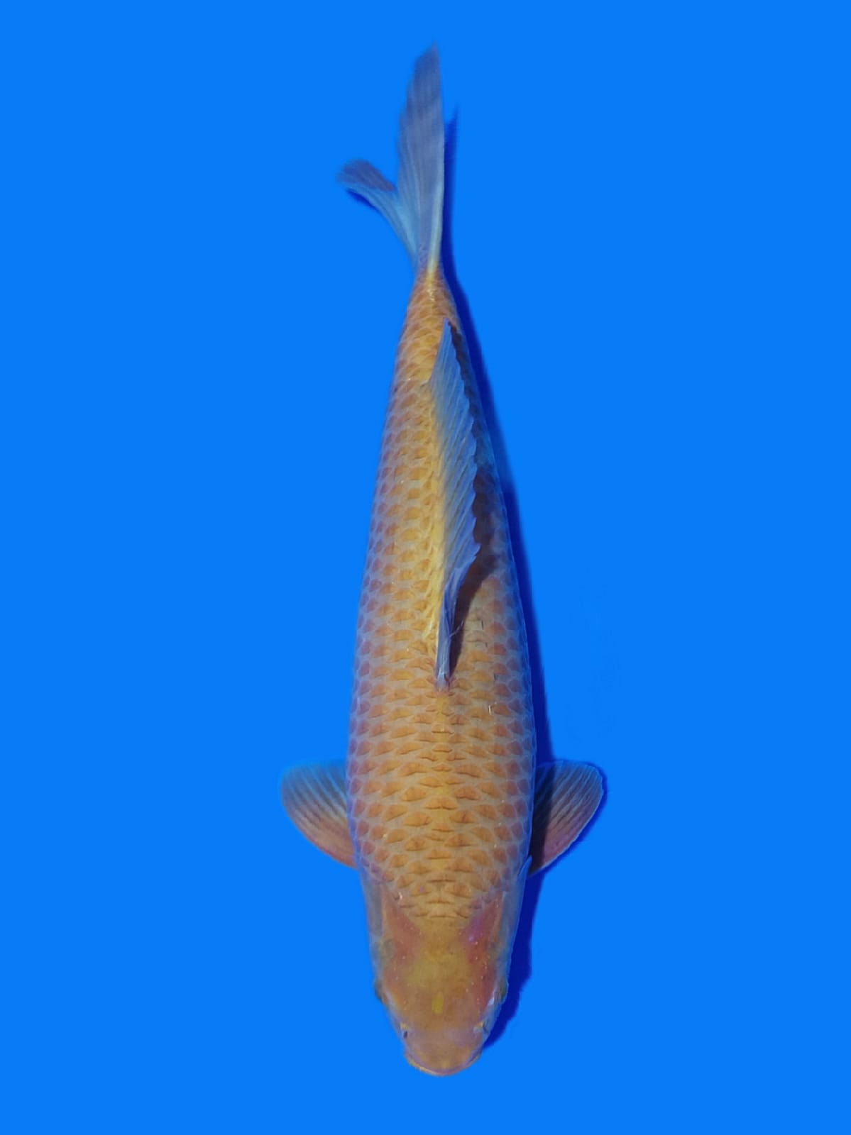 CARAMEL 54cm