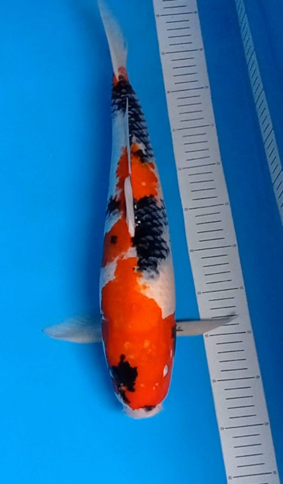 SHOWA 48cm