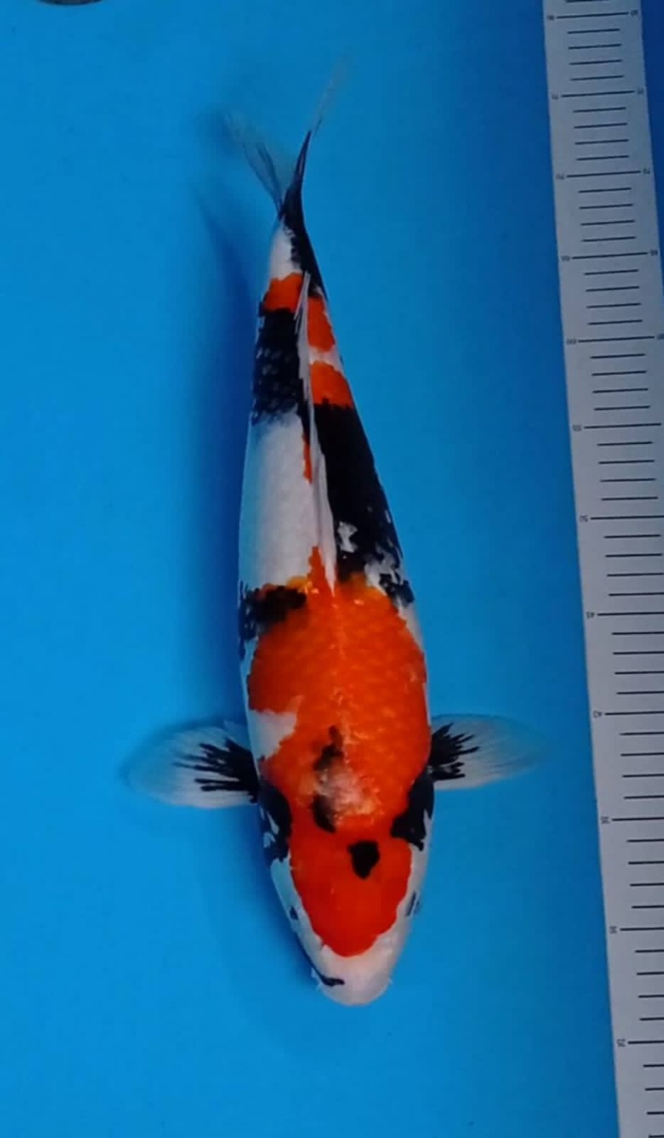 SHOWA 47cm