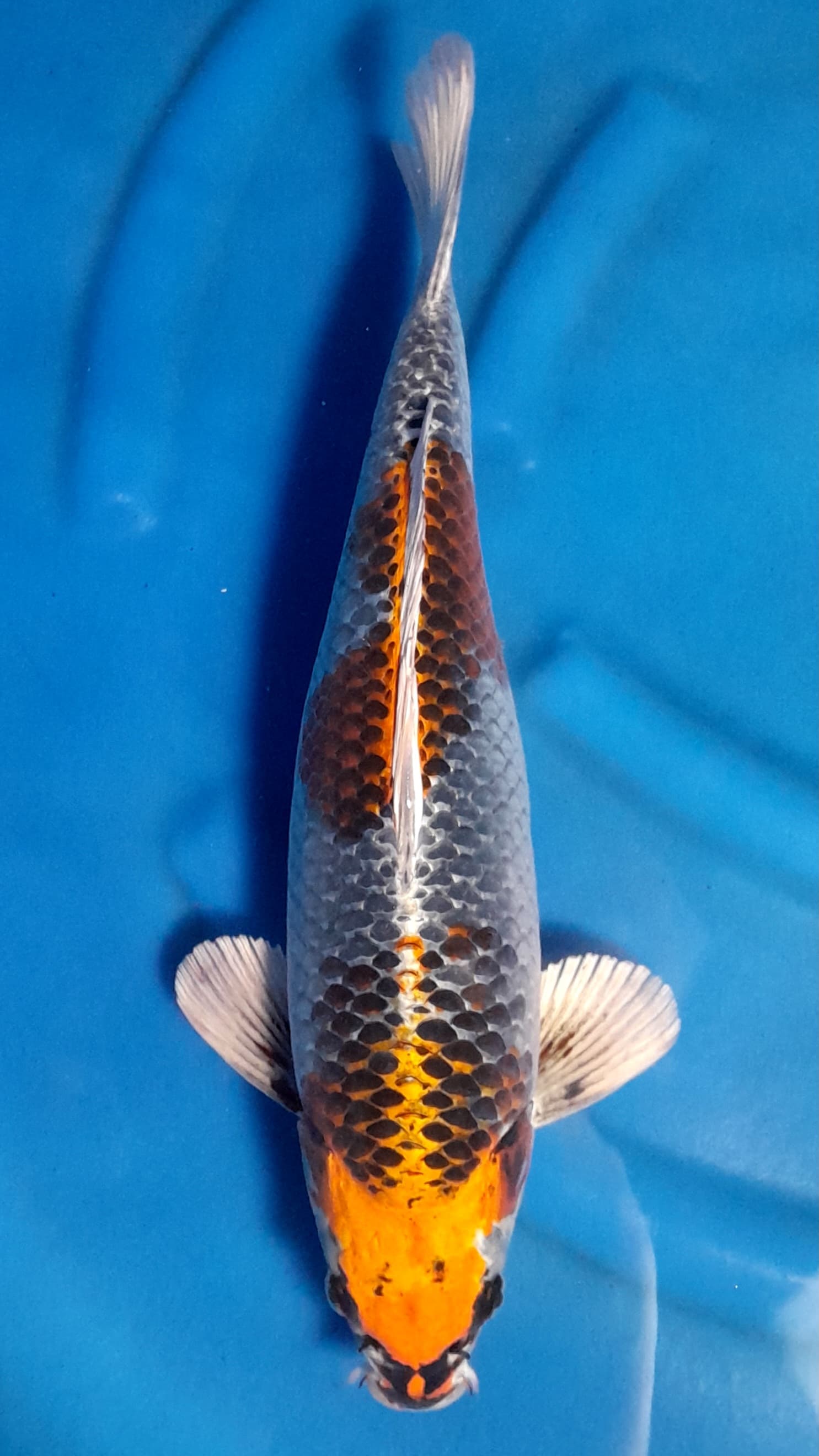 KUJAKU 43cm