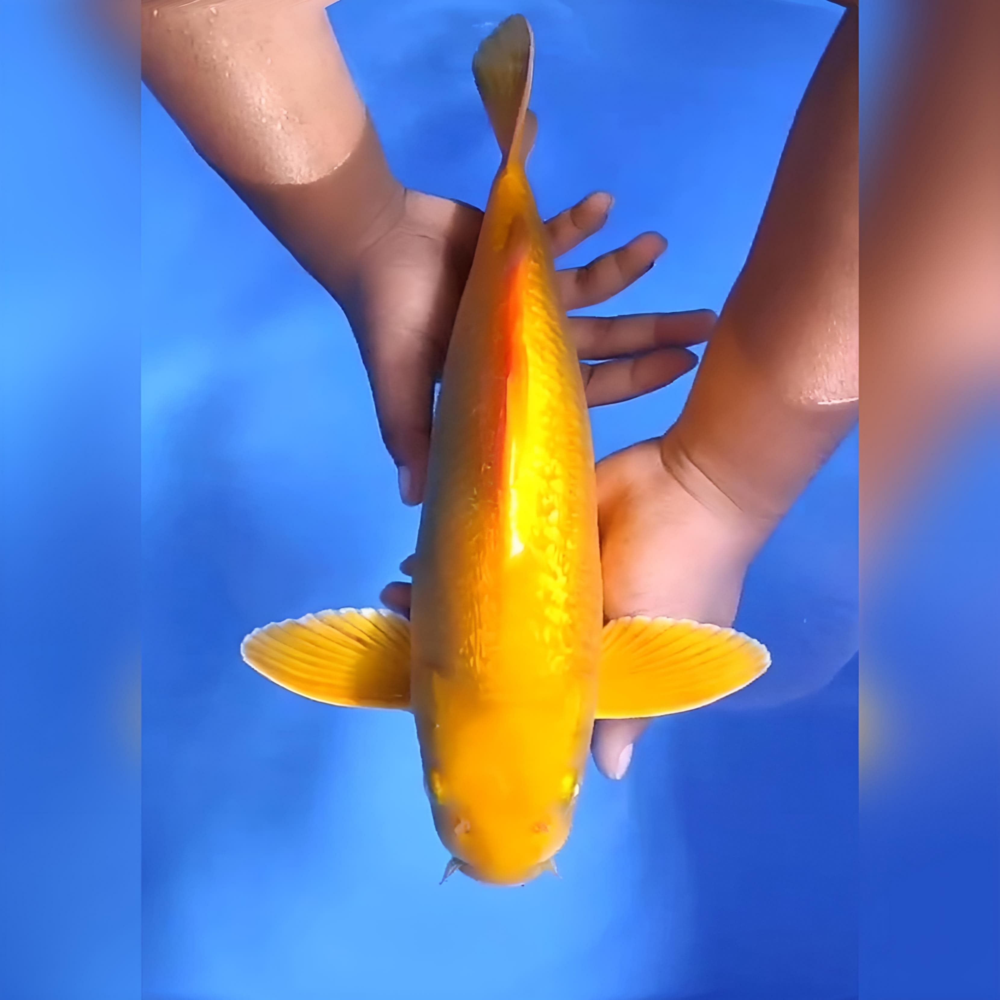 KARASHI OGON JUMBO 41cm