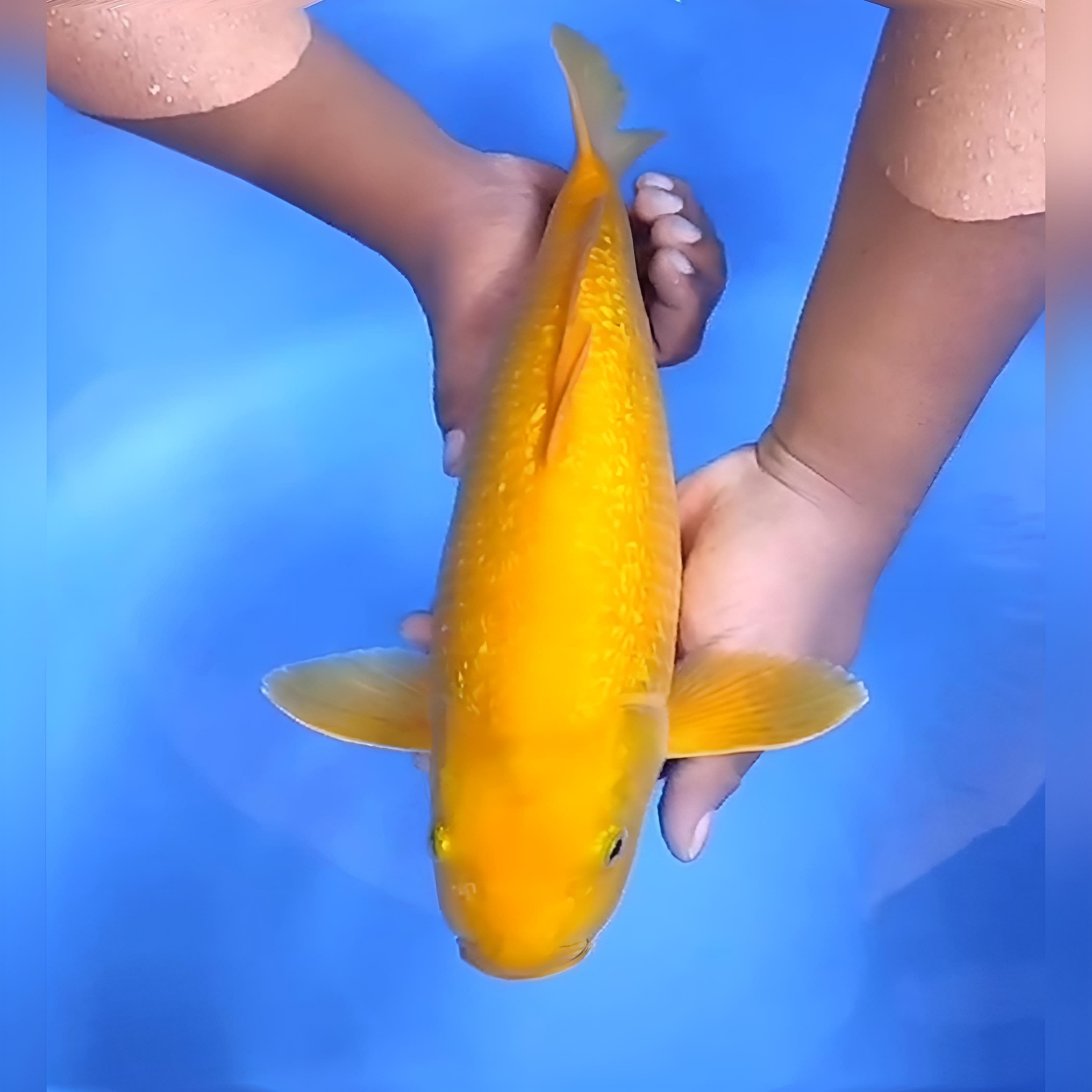 KARASHI MANGO GINRIN MERAH JUMBO 41cm