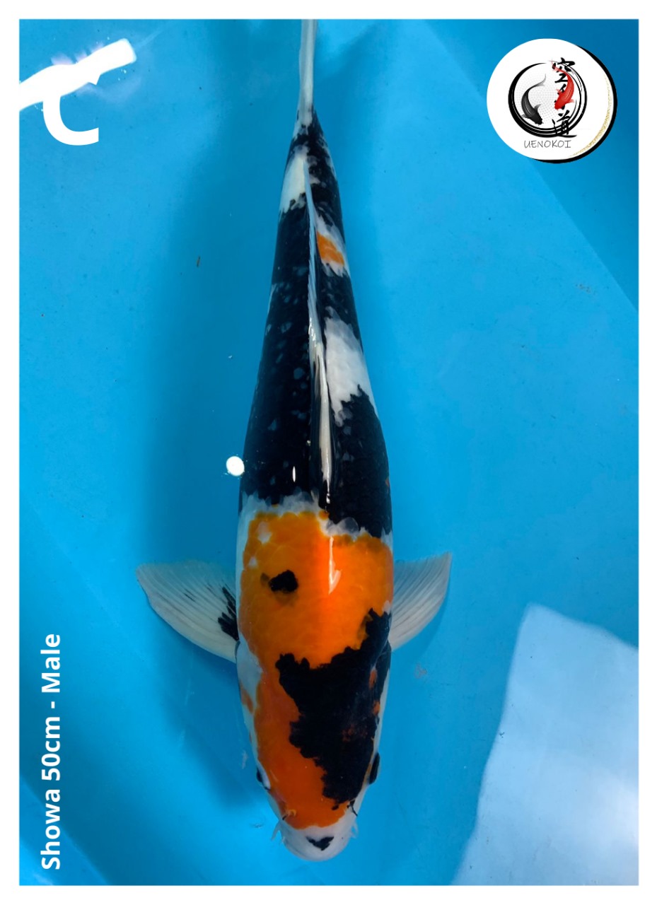 SHOWA 50cm
