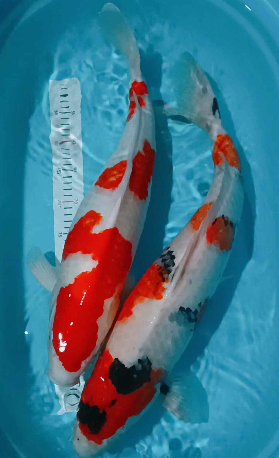 SQ KOHAKU 60 SHOWA 65cm