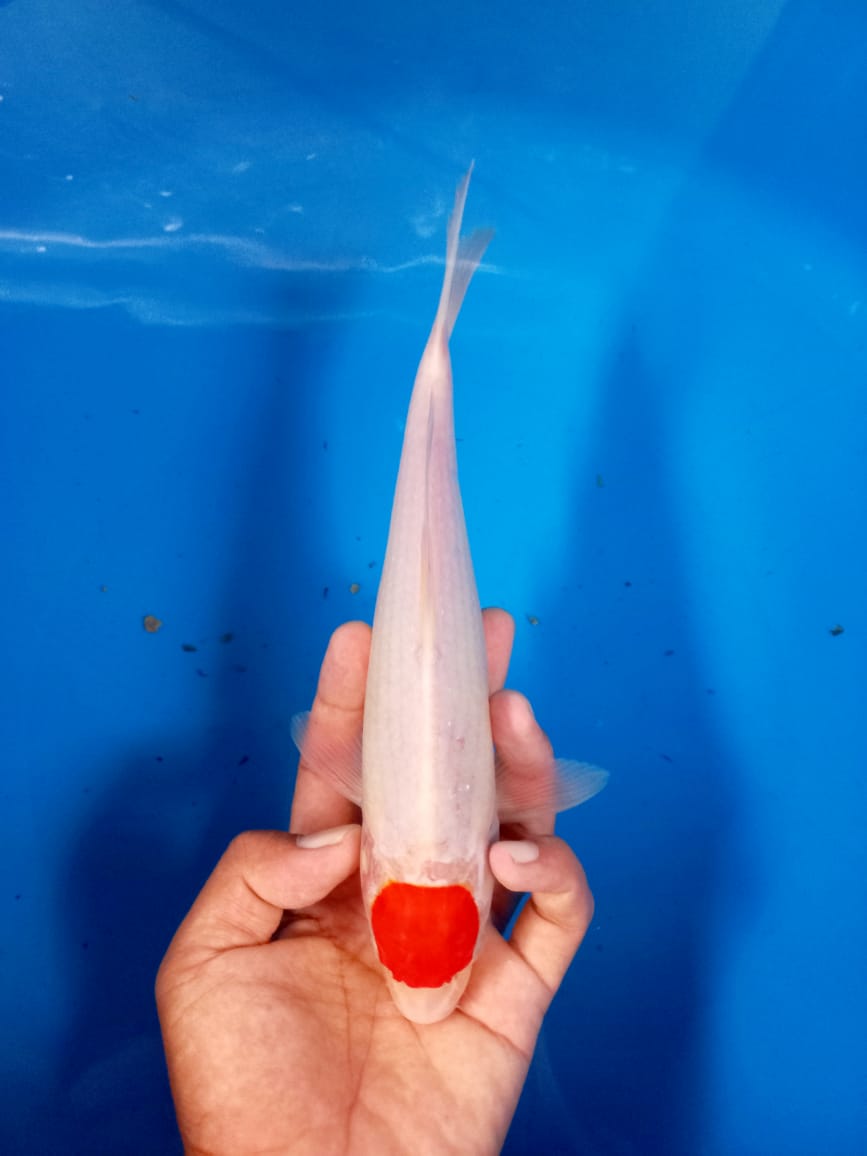 TANCHO KOHAKU 26cm