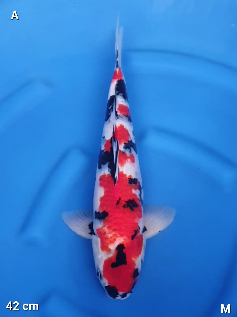 SHOWA ORIGINAL HIGH QUALITY 42cm