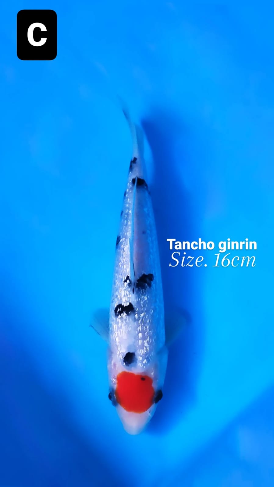 TANCHO GINRIN 16cm