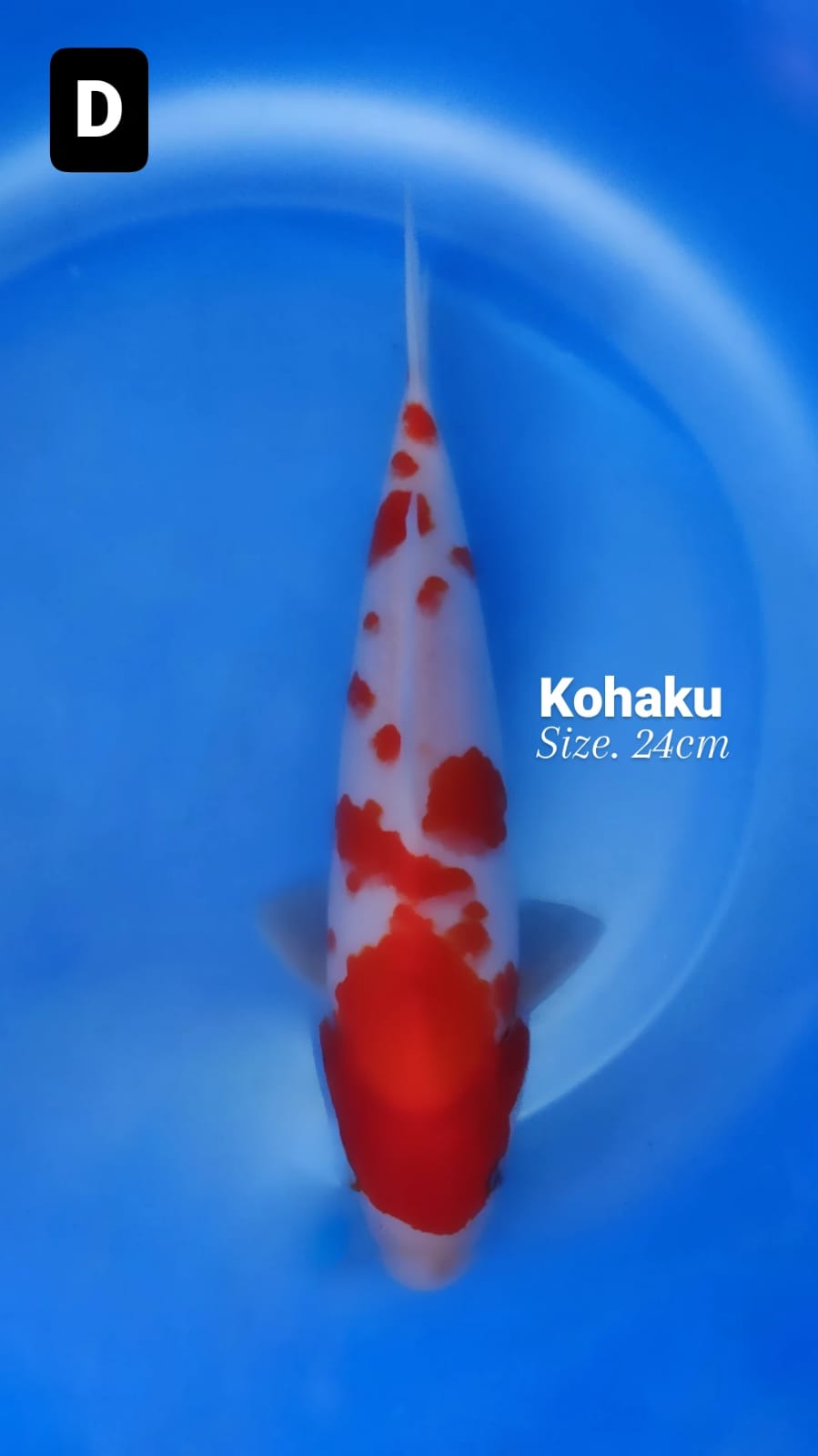 KOHAKU 24cm