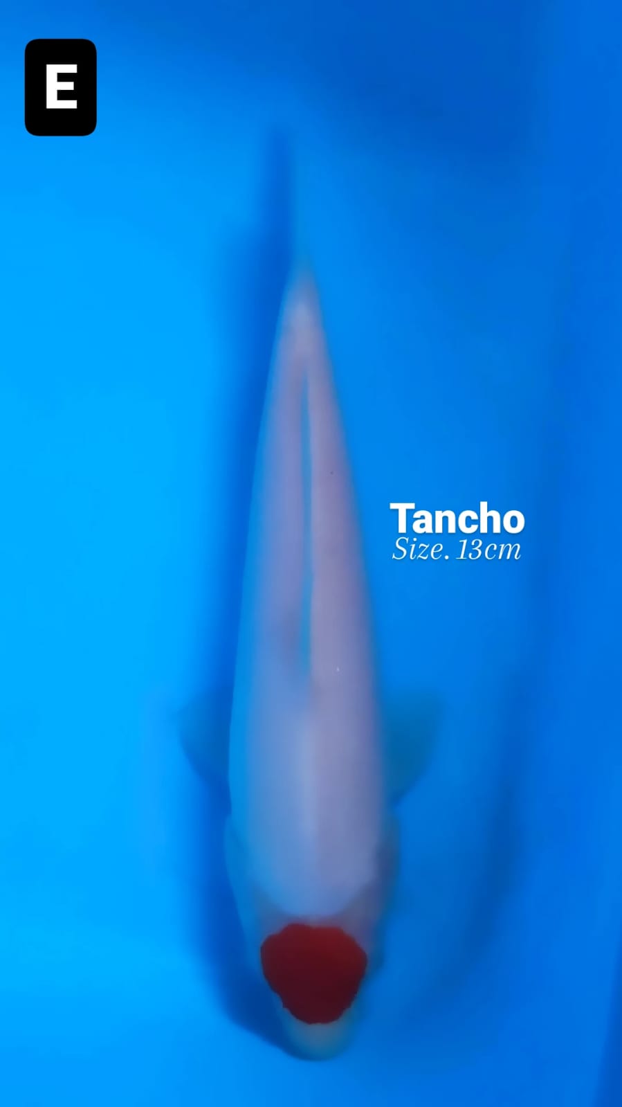 TANCHO 13cm