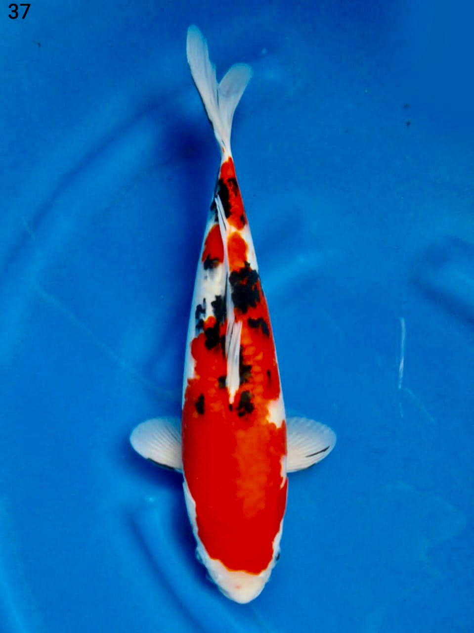 SANKE SAKAI F1 37cm MALE