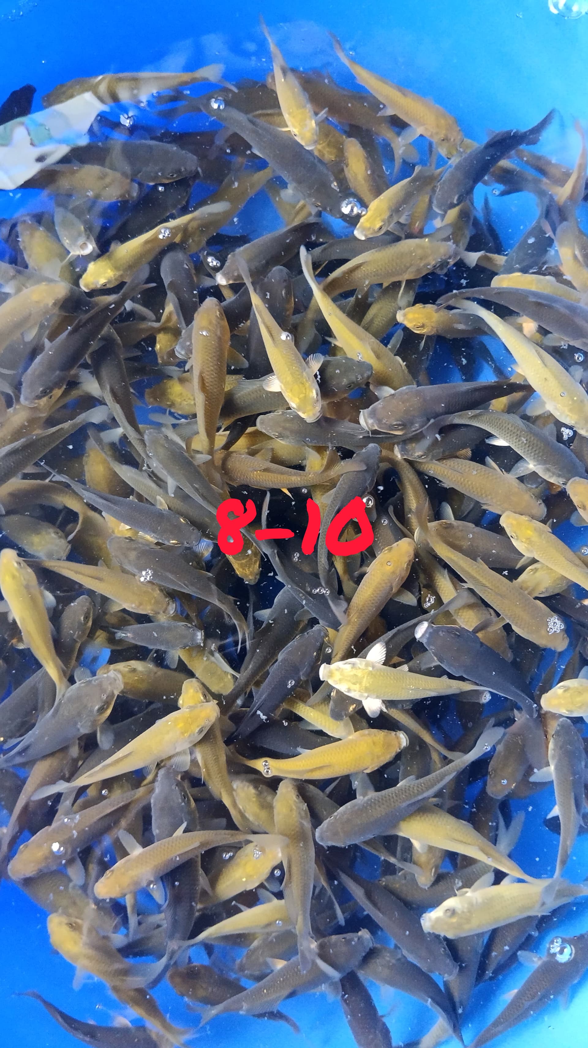 Ikan Koi BIBIT KARASI KARAMEL CHAGOI MIDORI 150 EKOR 0810cm, lelang koi BIBIT KARASI KARAMEL CHAGOI MIDORI 150 EKOR 0810cm, jual koi BIBIT KARASI KARAMEL CHAGOI MIDORI 150 EKOR 0810cm, beli koi BIBIT KARASI KARAMEL CHAGOI MIDORI 150 EKOR 0810cm, Lelang Koi Online, Jual Beli Ikan Koi, Pusat Jual Beli Koi, Info Lelang Koi Hari Ini, Platform Jual Beli Koi, Jual Beli Ikan Koi Online, Marketplace Ikan Koi, Jual Koi Terbaik, Tempat Beli Koi Berkualitas, Pasar Ikan Koi Online Terpercaya, Penjual Ikan Koi Terpercaya, Beli Koi Hias Online, Ikan Koi untuk Dijual, Koi Kualitas Terbaik, Toko Online Ikan Koi, Koi Hias Untuk Dijual, Jual Beli Ikan Koi Lokal, Koi Indonesia Online, Pusat Jual Beli Koi Terbesar