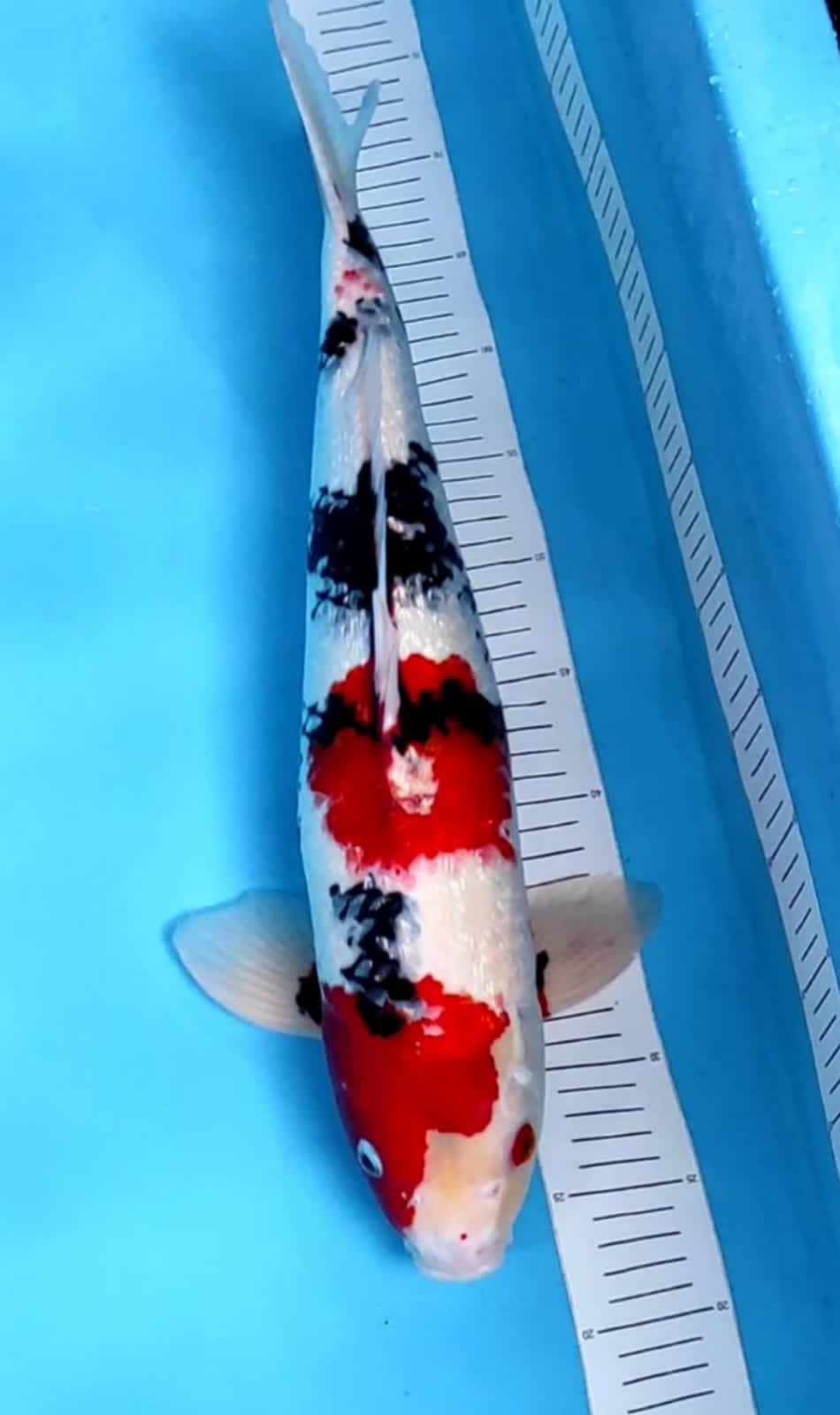SHOWA GINRIN 50cm