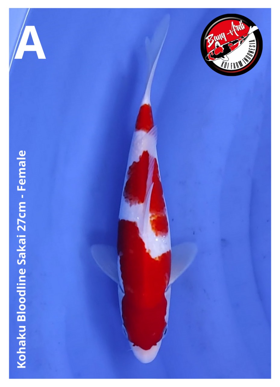 KOHAKU BLOODLINE SAKAI 27cm