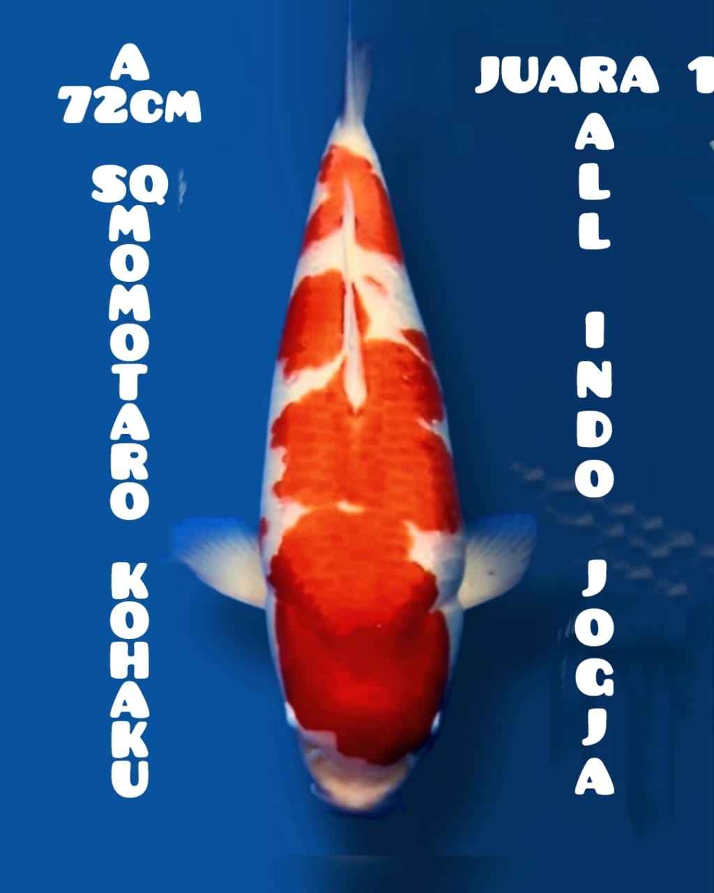 KOHAKU SUPER QUALITY MOMOTARO KOI FARM JAPAN FISH BY OLM 72cm