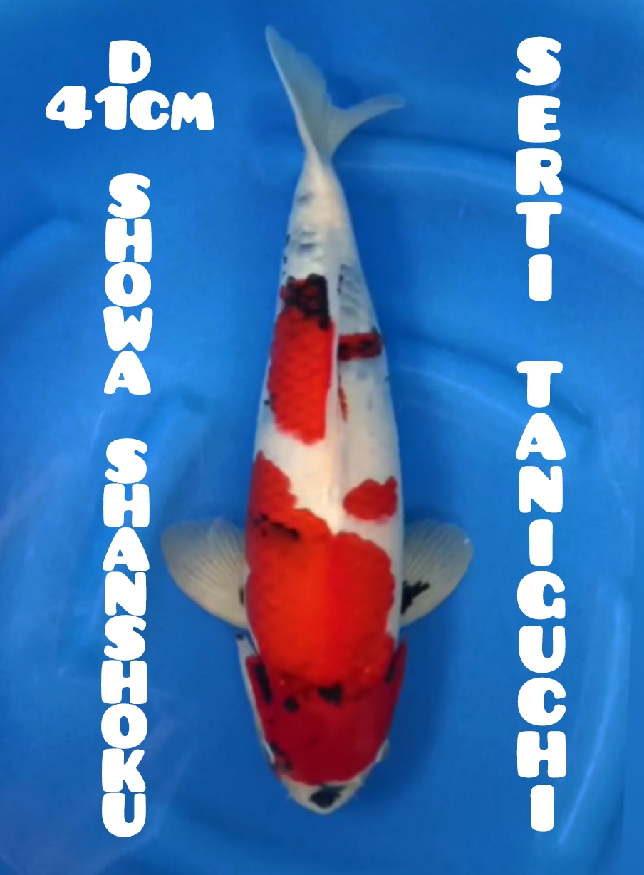 TATEGOI SHOWA QUALITY FROM TANIGUCHI KOI FARM 44cm
