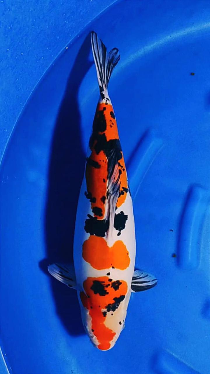 SHOWA SANKE DOITSU 52cm