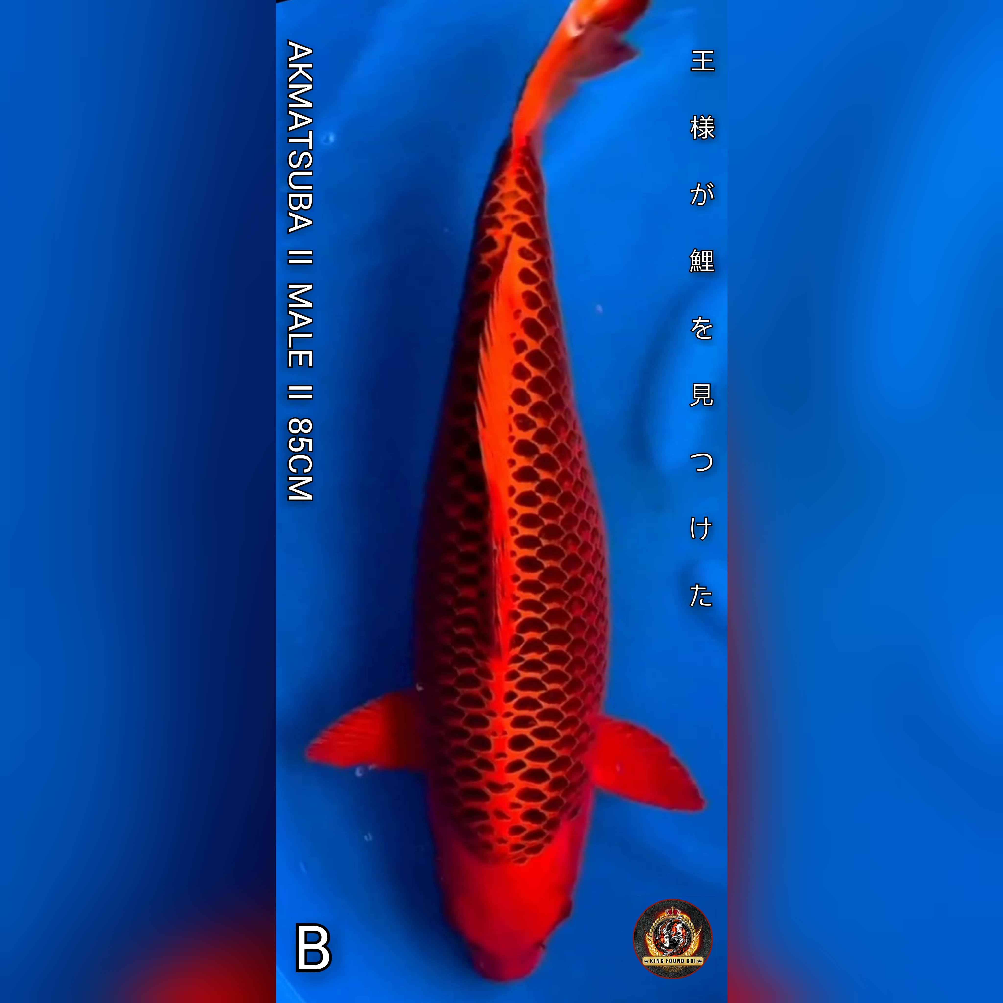 AKAMATSUBA II OVER XTRIM II ASPEK MEDAN TEMPUR II IMPORT NON SERTIFIKATII STRANGGER II TITIP HOBBIEST II 85cm