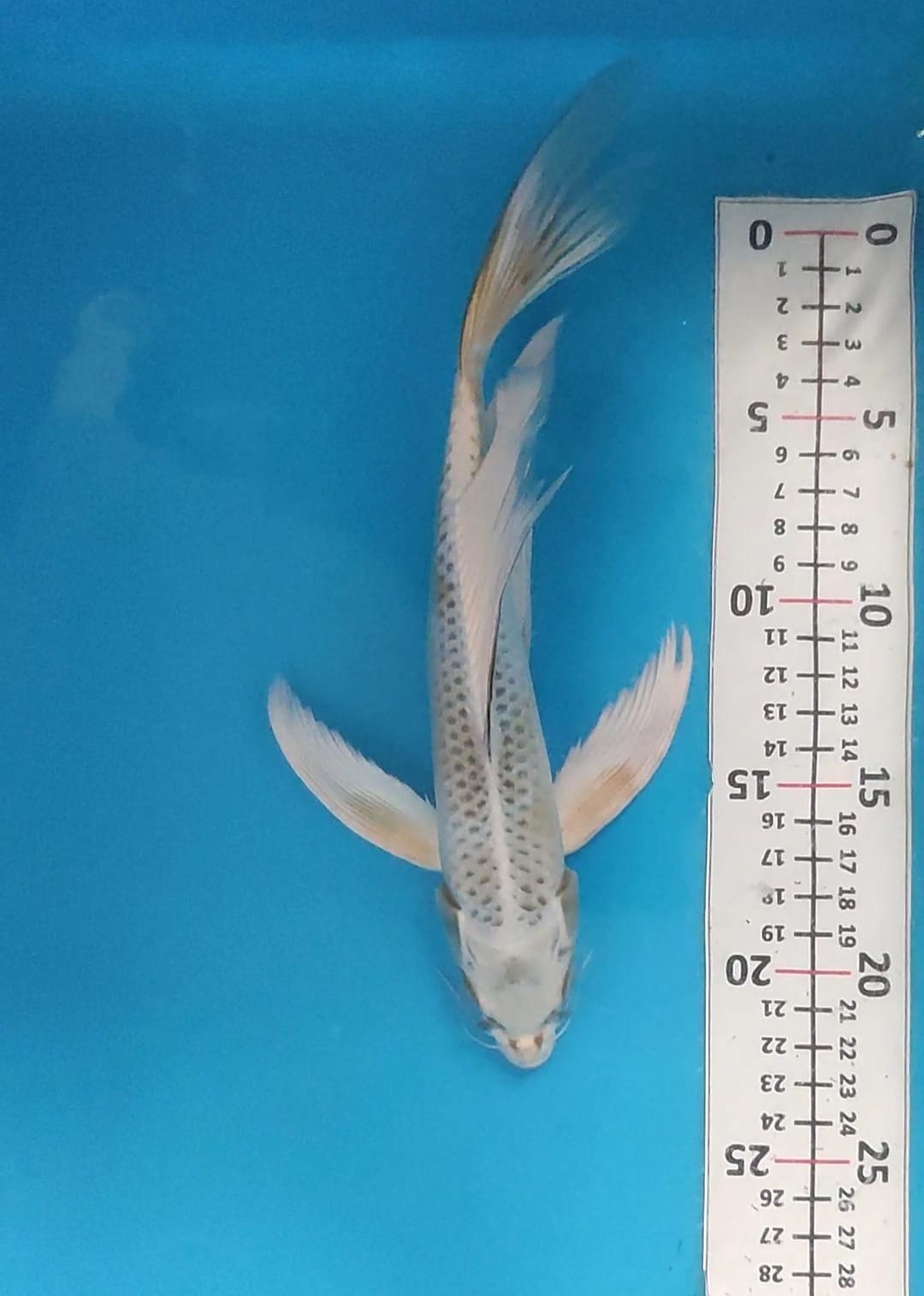 KUMPAY SLAYER 27cm