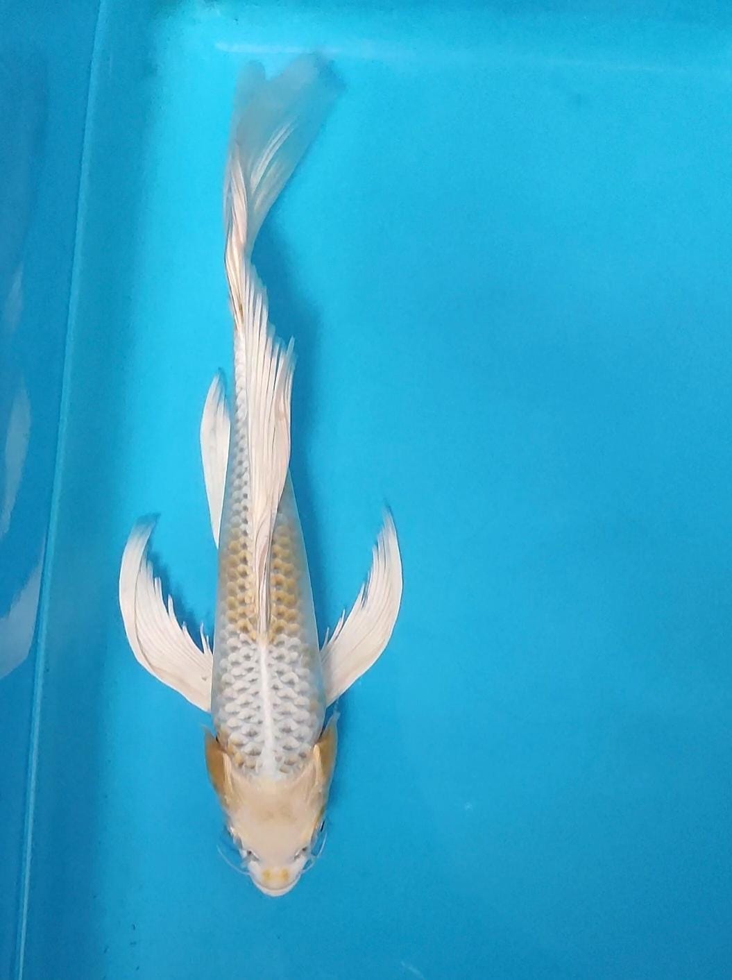 KUMPAY SLAYER 28cm