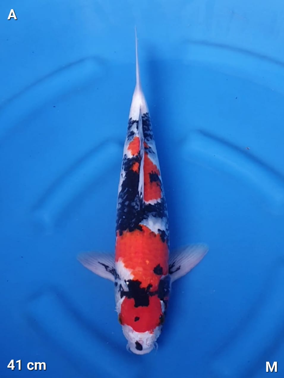 SHOWA CUTTING 41cm