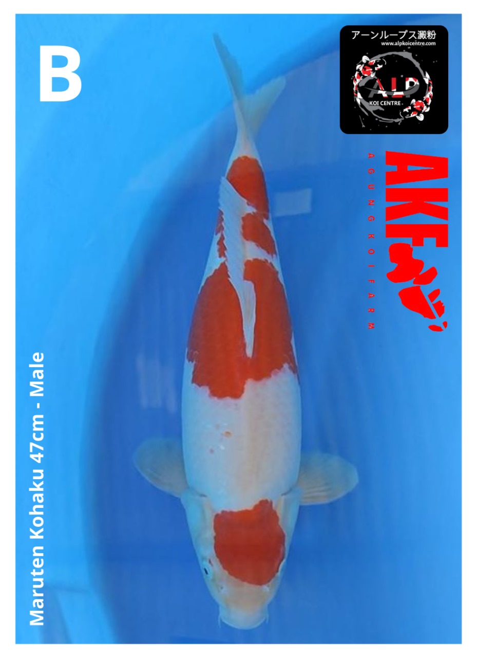 MARUTEN KOHAKU AKF 47cm