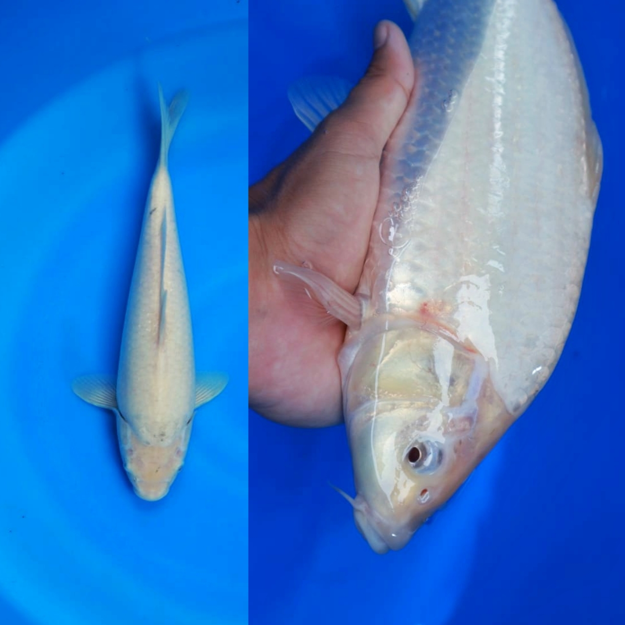 SORAMEL SUPER PUNUK BREDER MADINA AZIZ 35cm