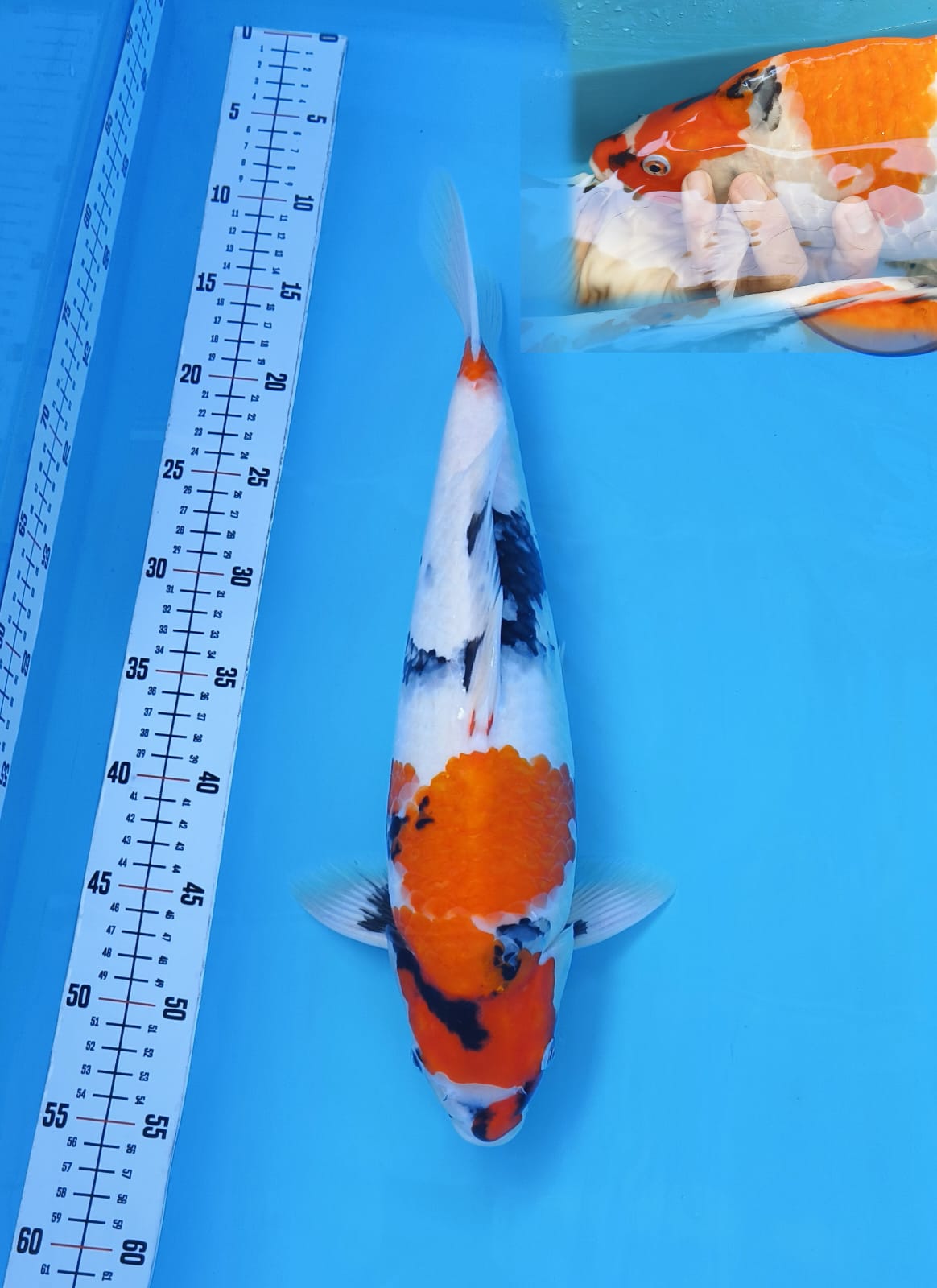 SHOWA BL AKF MUNUK 45cm MALE
