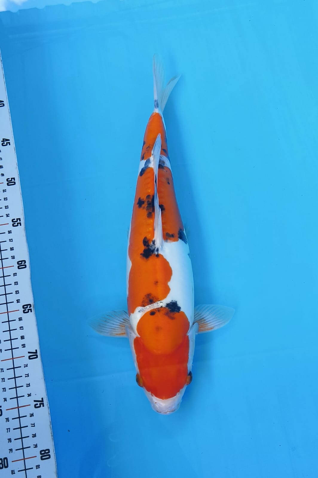 SANKE DOITSU 41cm MALE