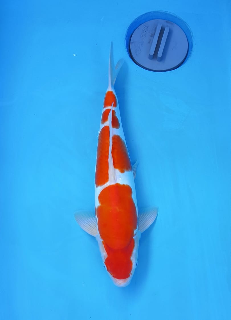 KOHAKU DOITSU MURNI 38cm MALE