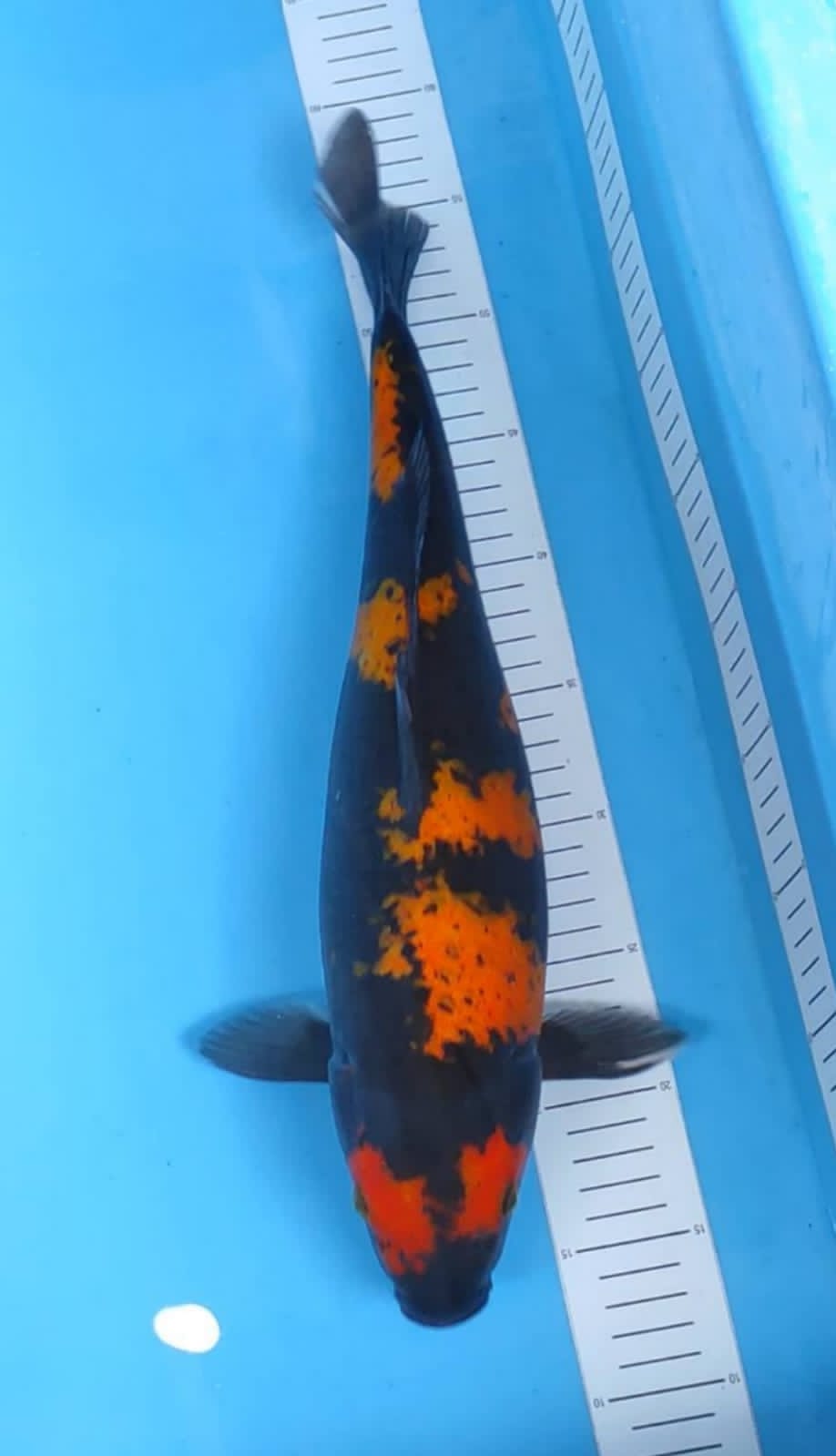 KAGE HIUTSURI 40cm