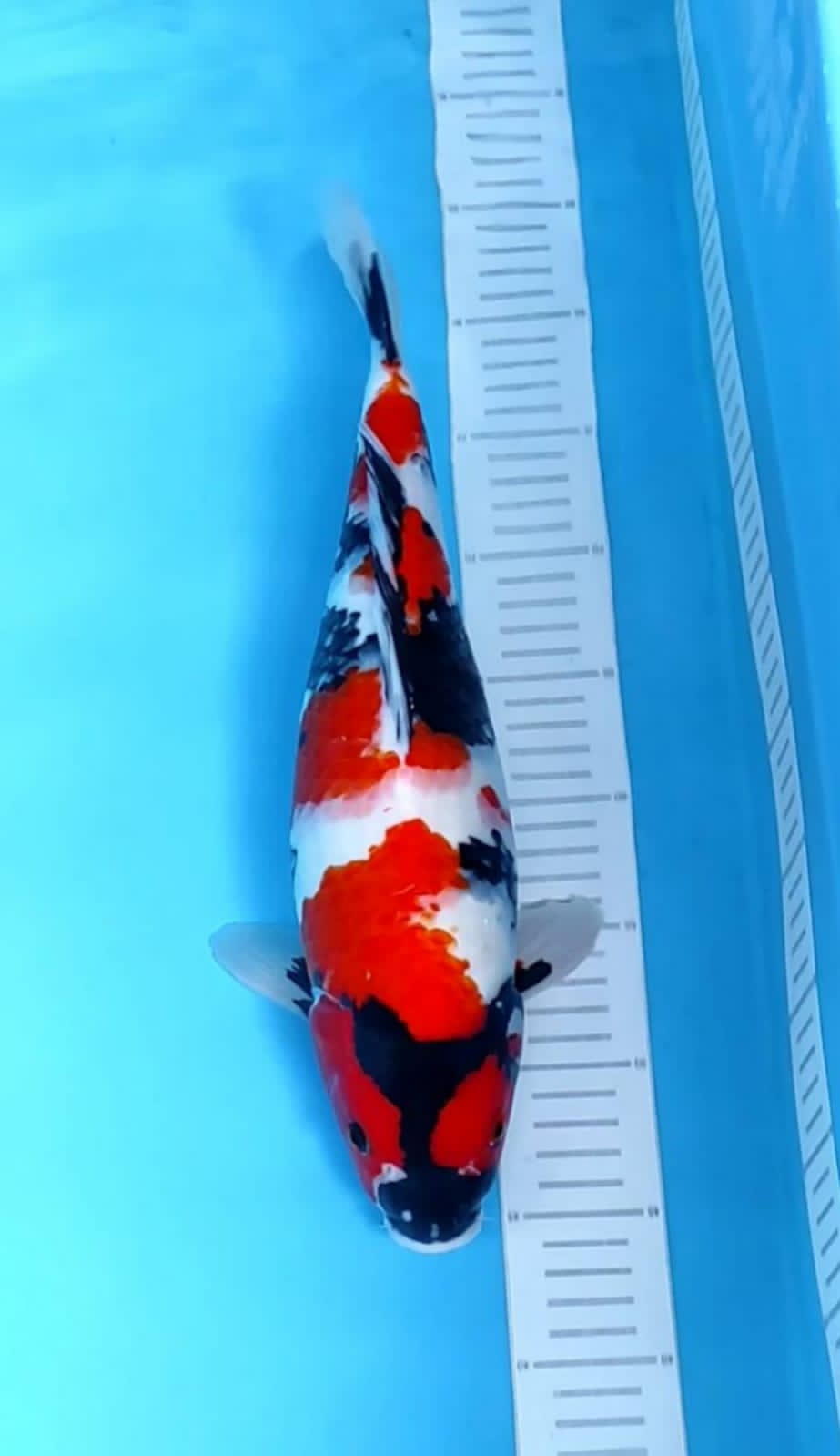 SHOWA 39cm