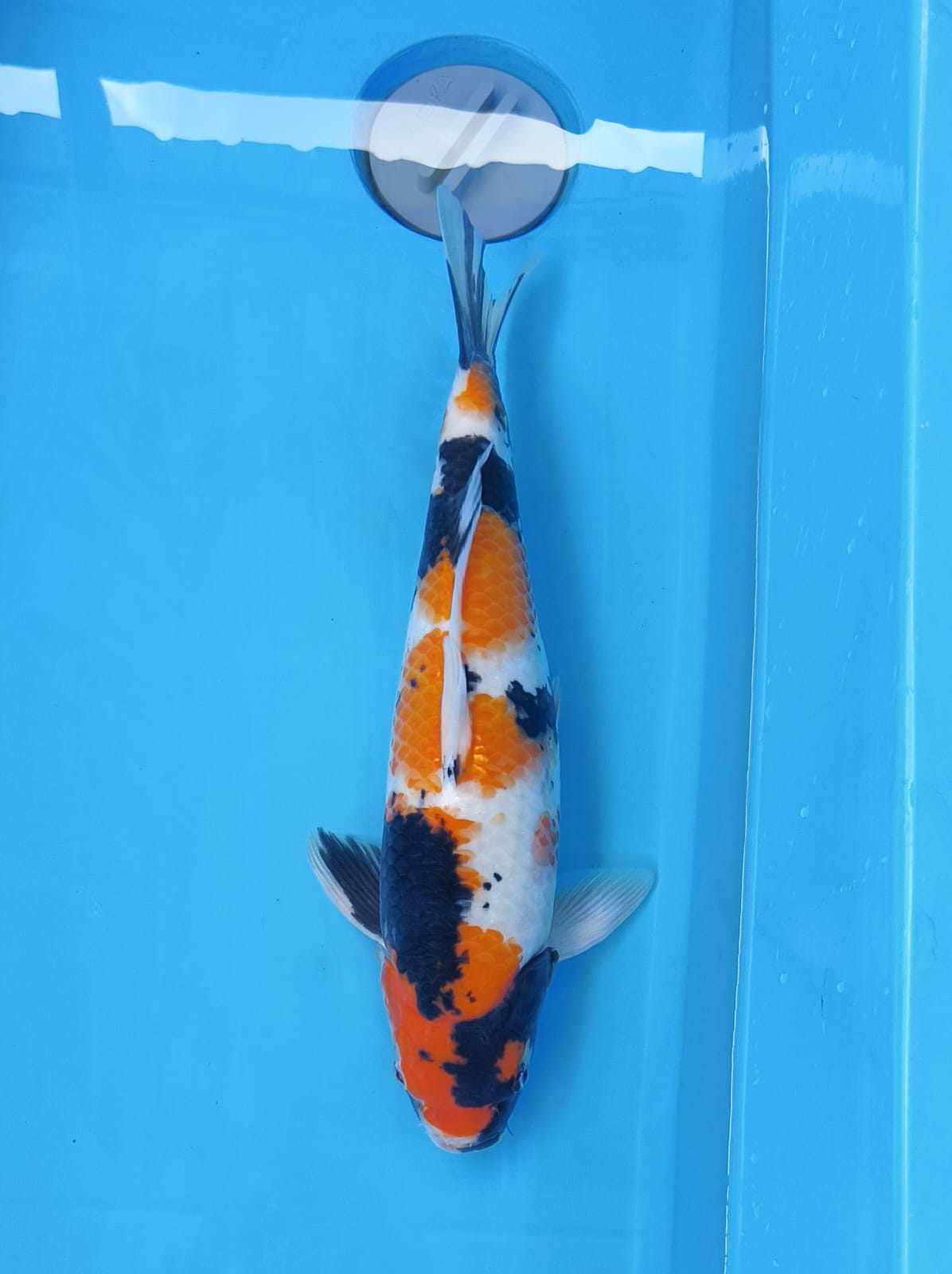 SHOWA 43cm FEMALE ORI