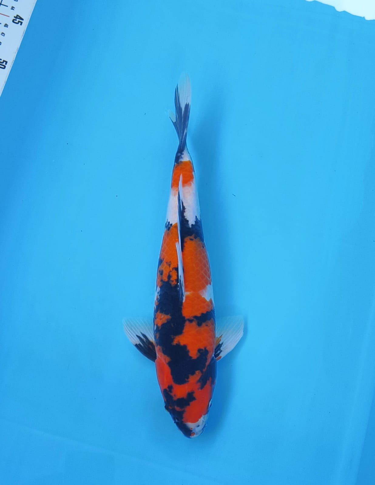 SHOWA 34cm MALE ORI