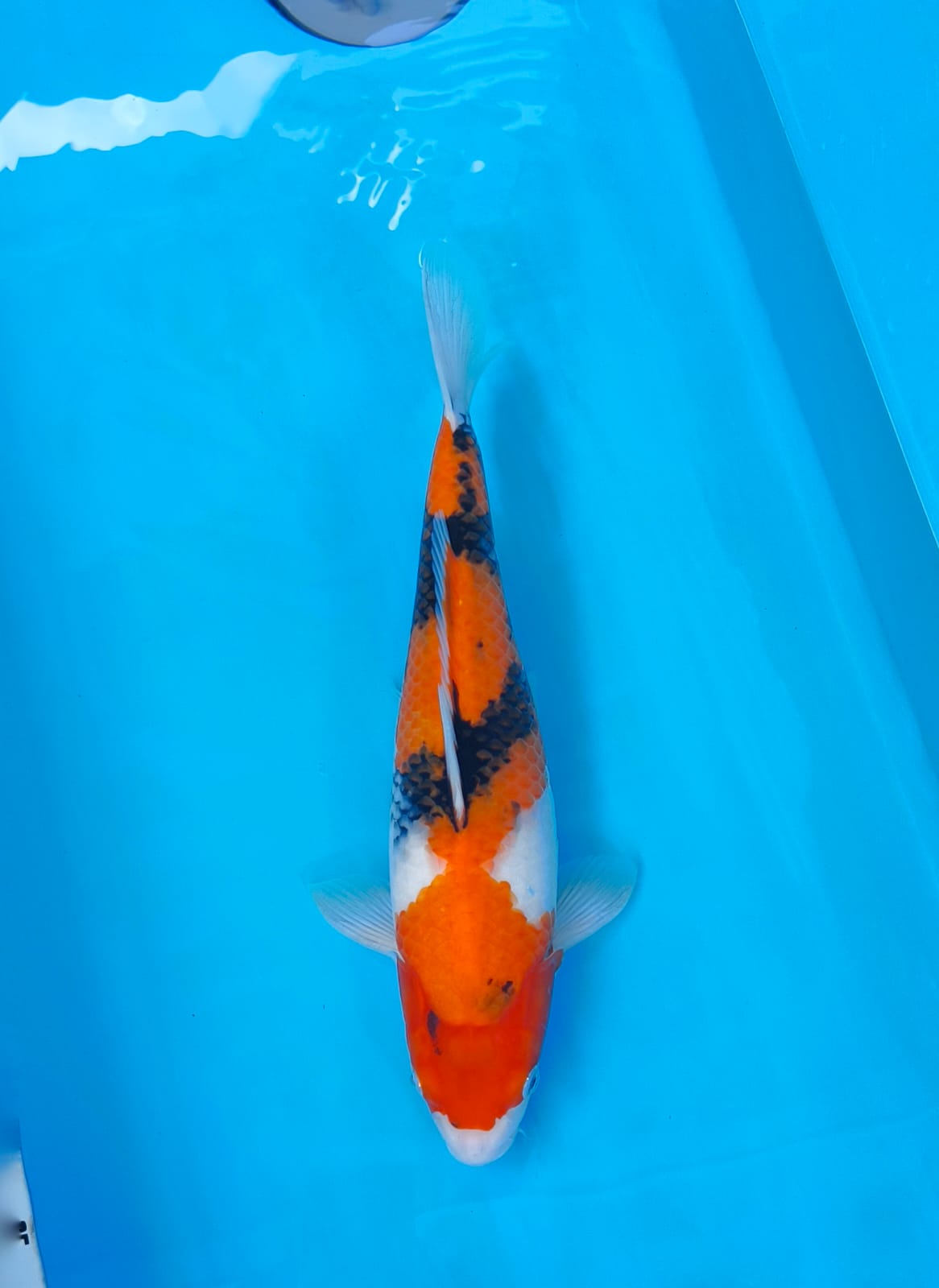 SHOWA 40cm FEMALE