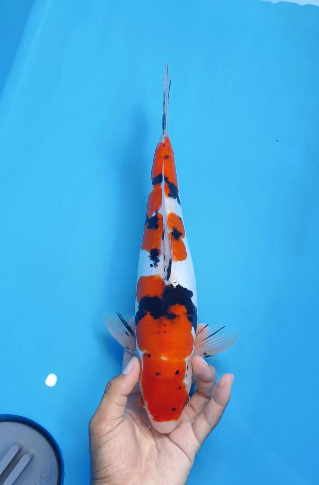 SANKE DOITSU 35cm MALE