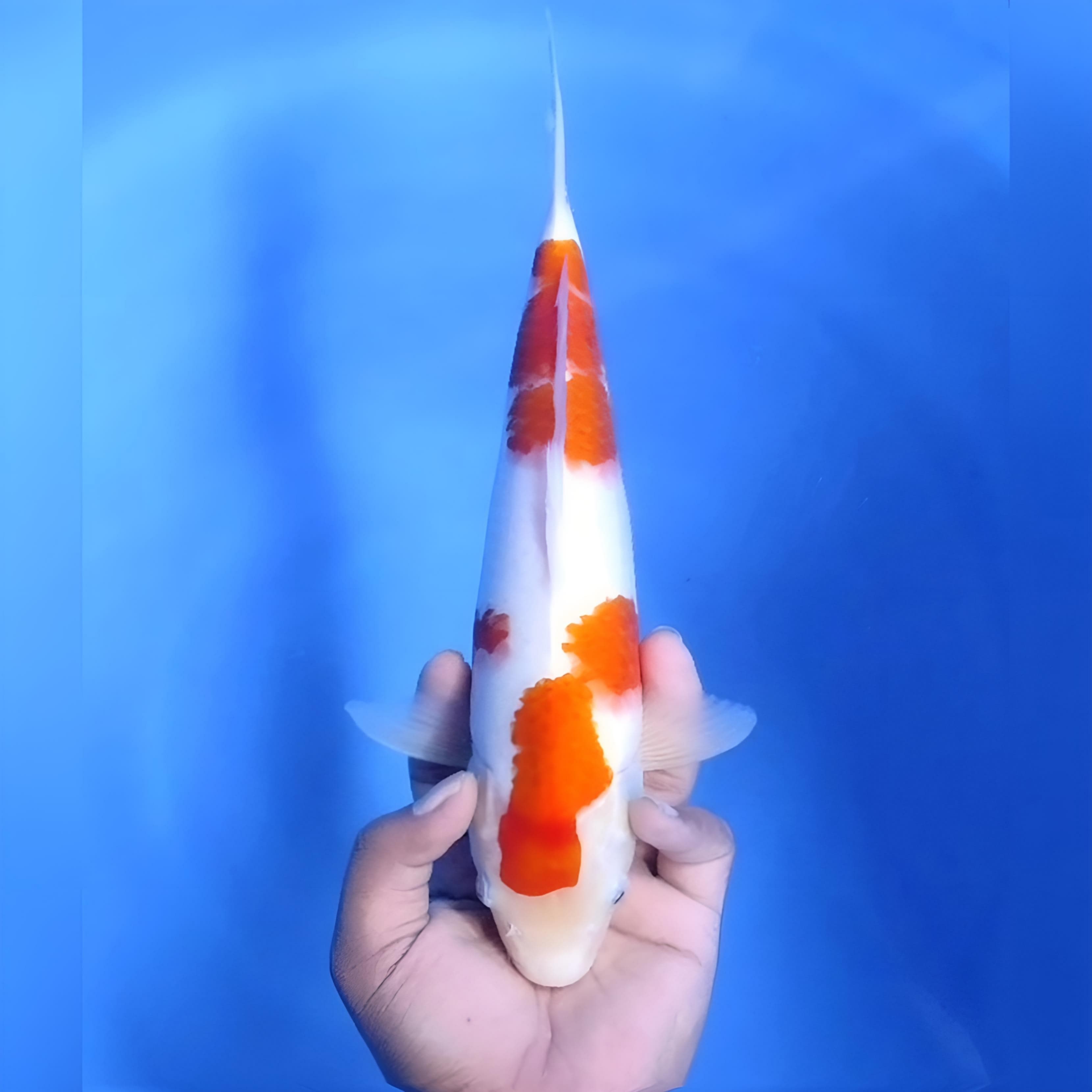 KOHAKU 33cm