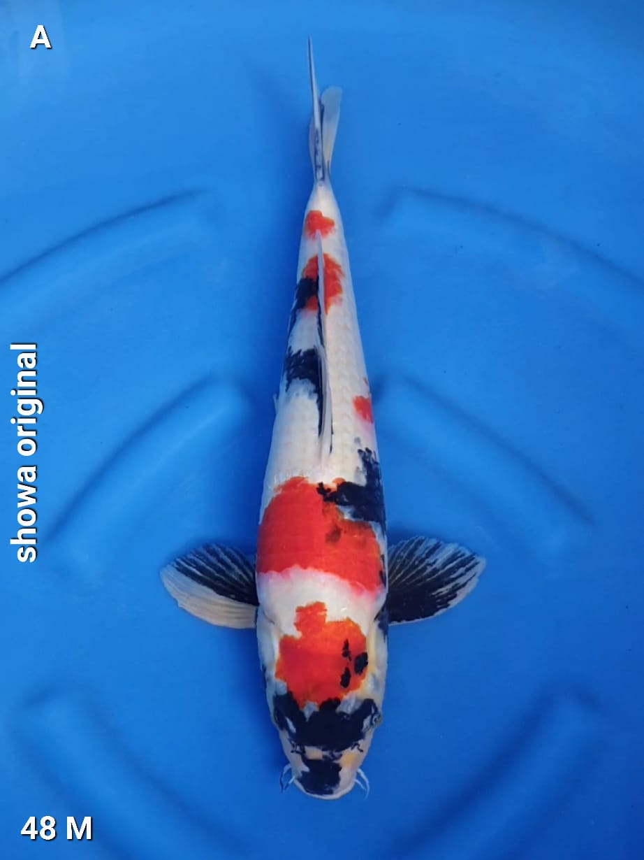 SHOWA ORIGINAL 48cm