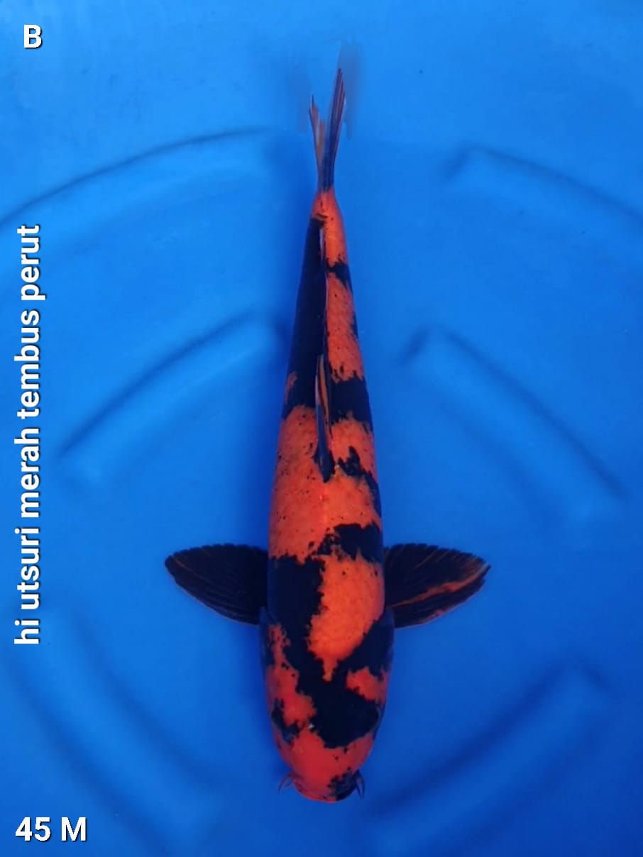 HI UTSURI MERAH TEMBUS PERUT 45cm
