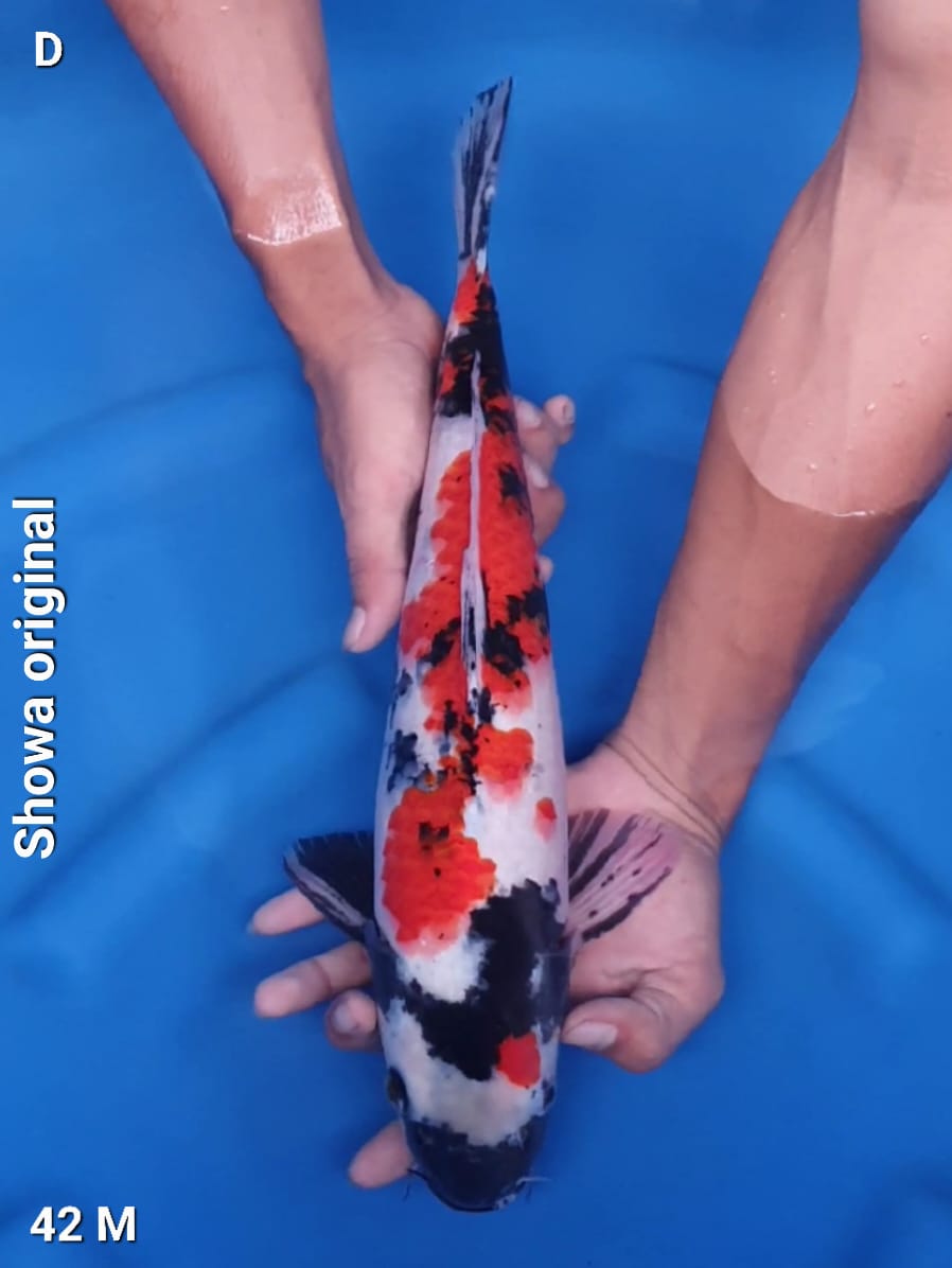 SHOWA ORIGINAL 42cm